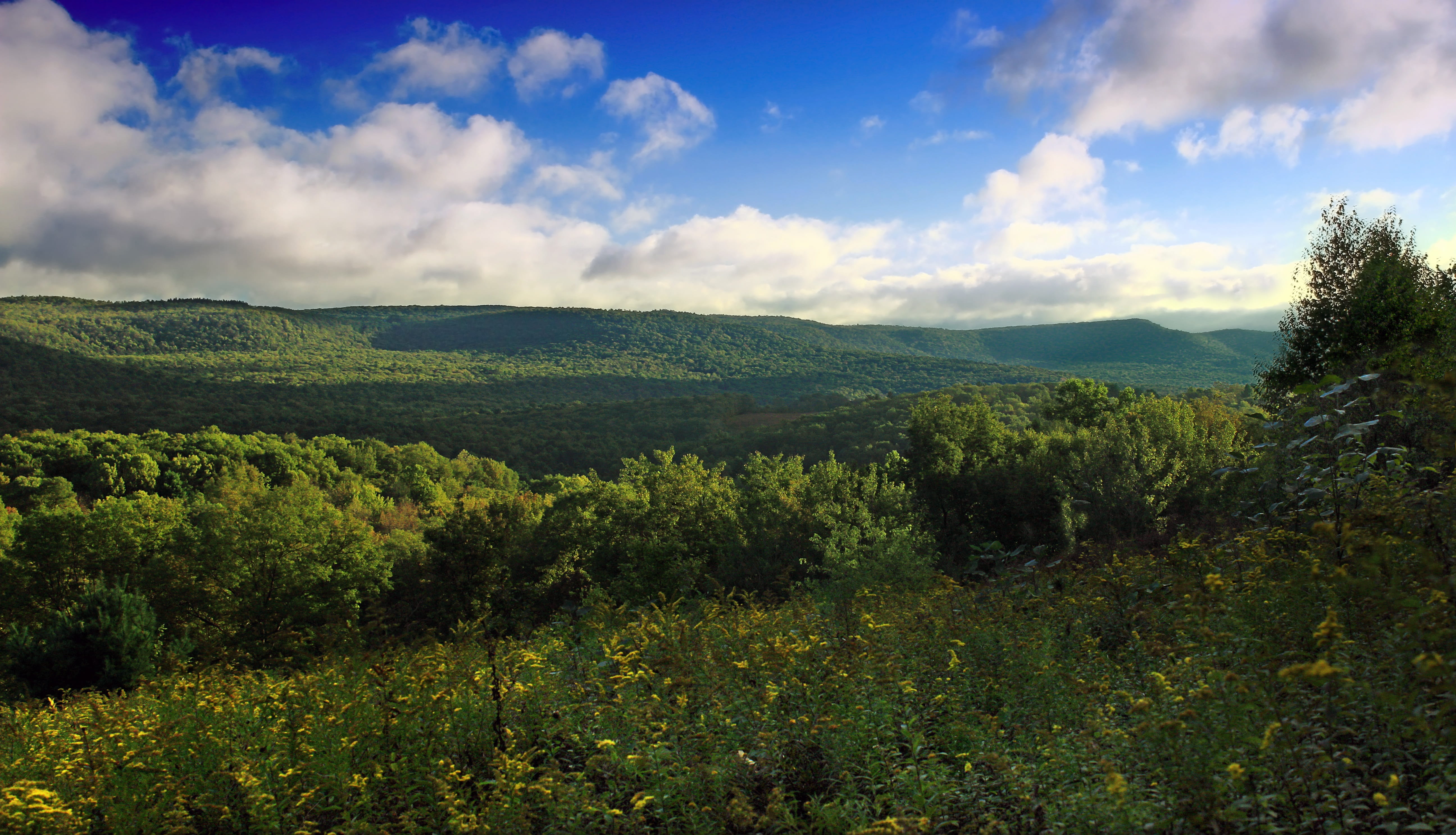 ecosystem, Horizon, hiking, glacierpoolspreserve, green color, merrilllinnervice, flower, forest, autumn, lycomingcounty, stack, the horizon, plateau, pennsylvania, HD Wallpaper