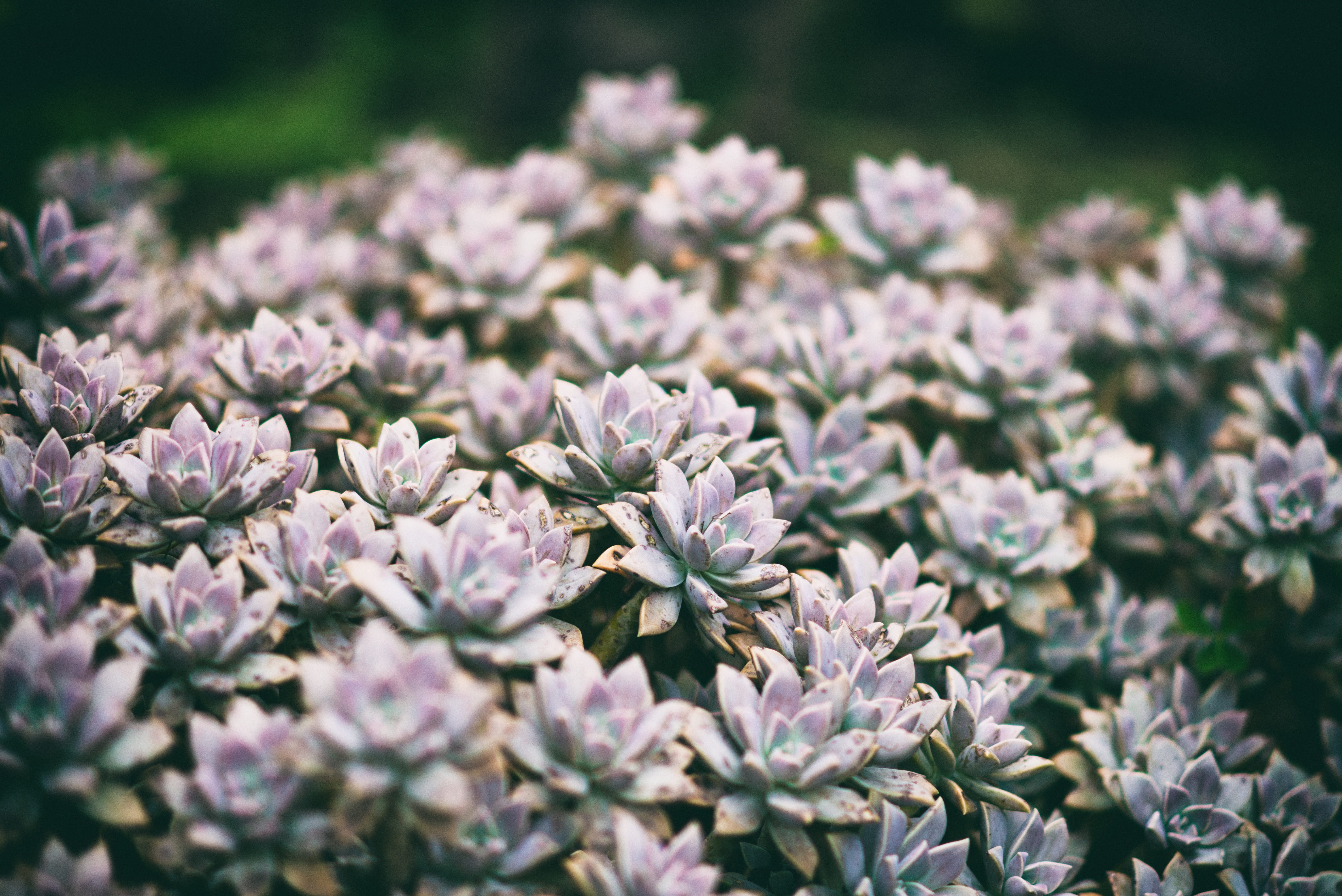 fragility, vulnerability, close-up, beauty in nature, category, flower, leaf, 5K, flowerbed, purple, petal, rough, growth, inflorescence, plant, flower head, HD Wallpaper