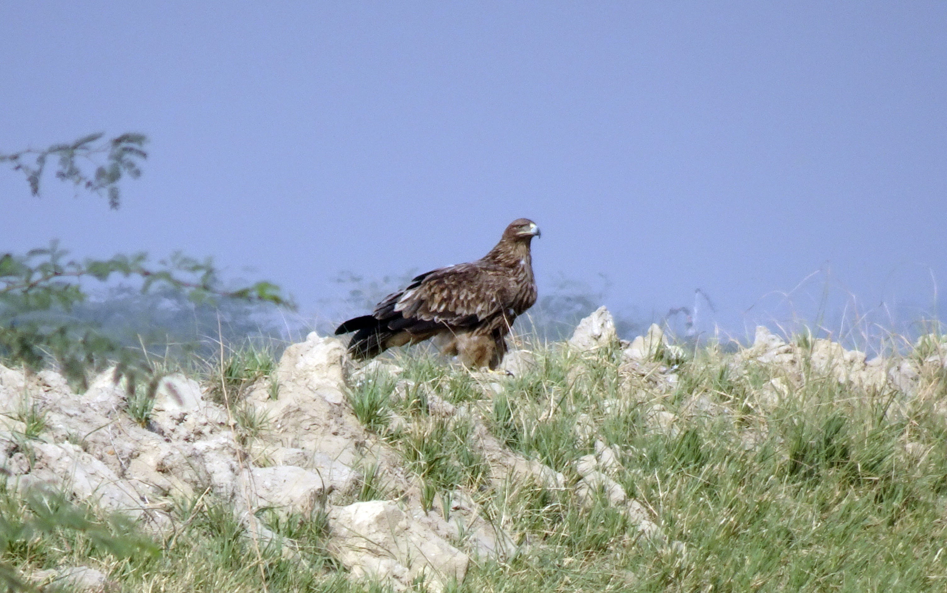 clear sky, outdoors, raptor, animal themes, vadla, iucn, plant, bird of prey, animal wildlife, land, aquila heliaca, eagle, day, majestic, grass, profile view, HD Wallpaper