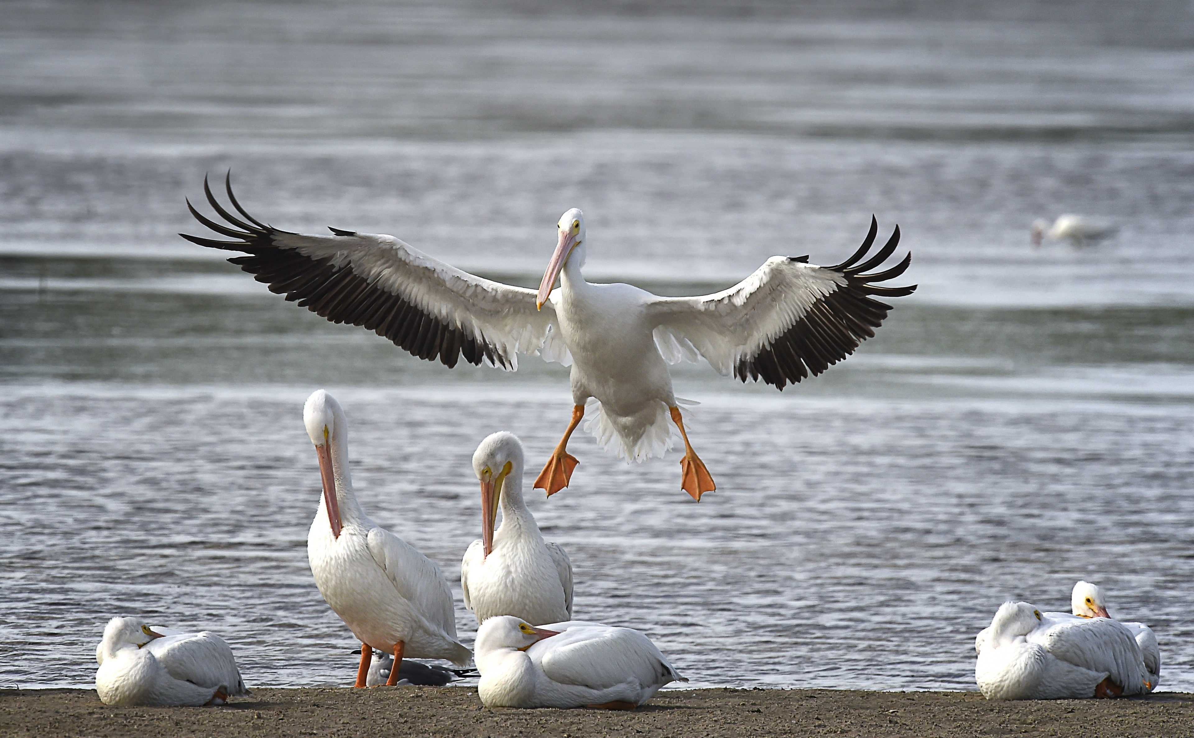 Natural, Island, Protect, Adventure, whitepelicans, Tour, Scenery, Sanibel, Species, Refuge, IUCN, touristattraction, wildlife, Trip, Holiday, visit, Nature, HD Wallpaper