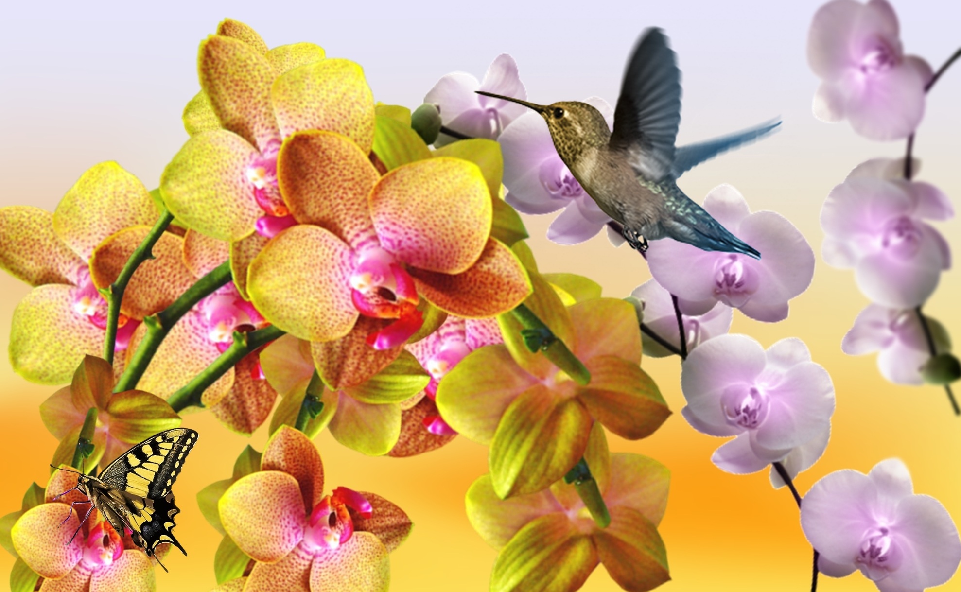 nature, inflorescence, close-up, orchid, growth, fragility, humming, freshness, orchid merged, animal themes, purple, animals in the wild, flowers, beauty in nature, HD Wallpaper