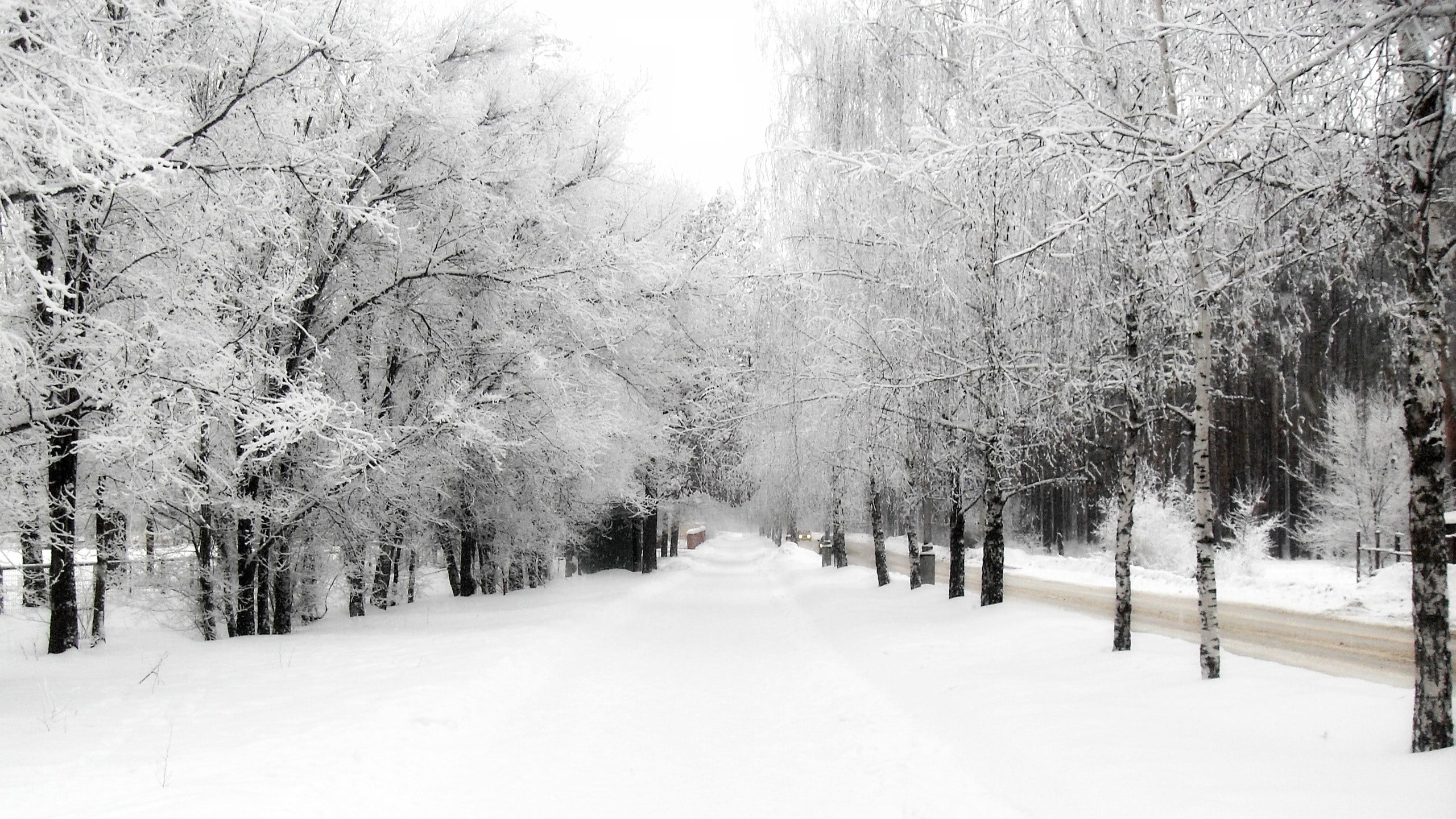 beauty in nature, day, snowing, no people, covering, plant, land, treelined, Snow, tree, scenics - nature, cold temperature, Avenue, tranquil scene, Sky, HD Wallpaper