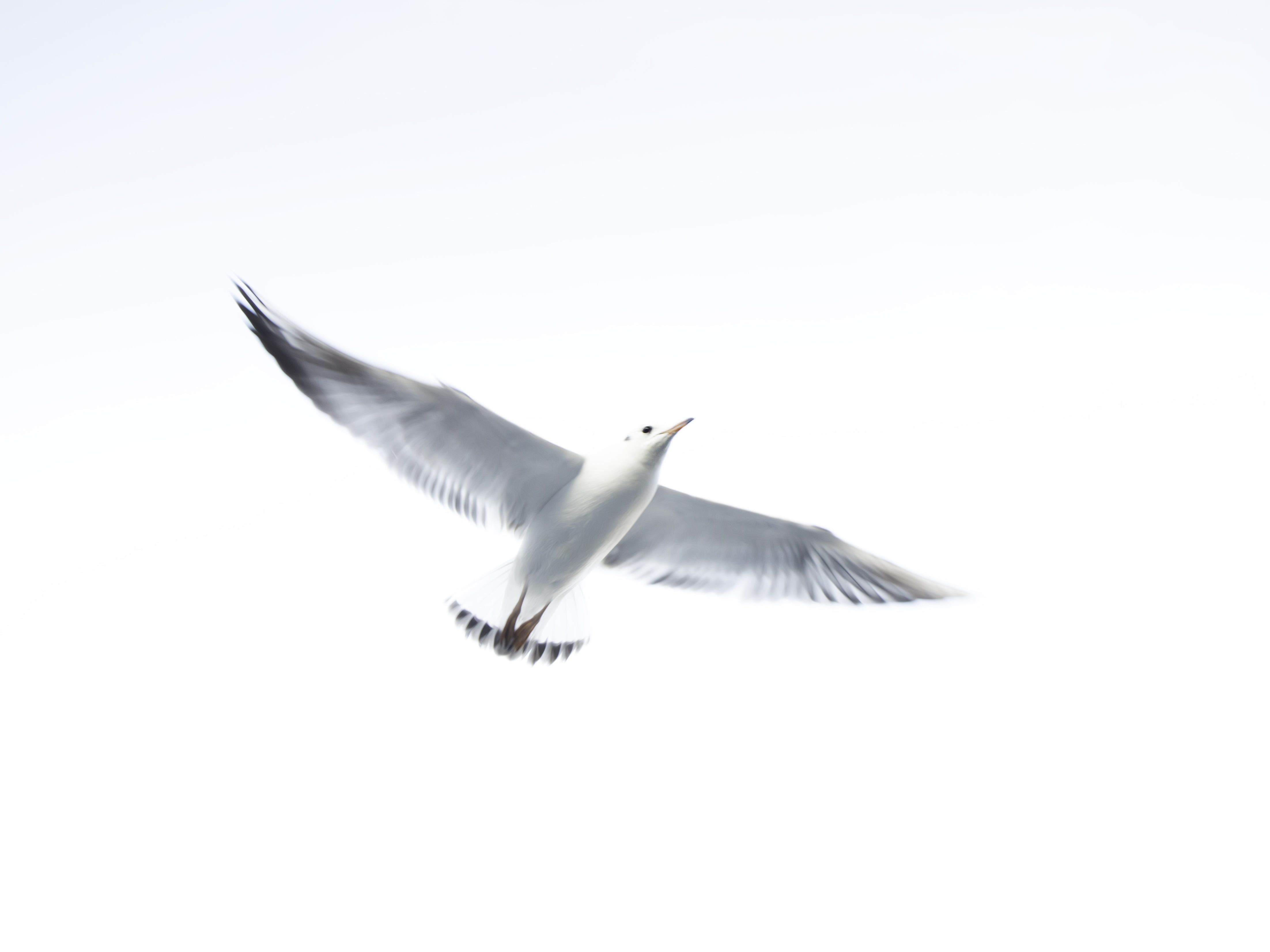 flight, sea Bird, white bird, seagull, 4K, backlight, animal Wing, hamburg, blue, nature, wildlife, Merge, white, sky, bird, flying, dom, animal, sea, HD Wallpaper