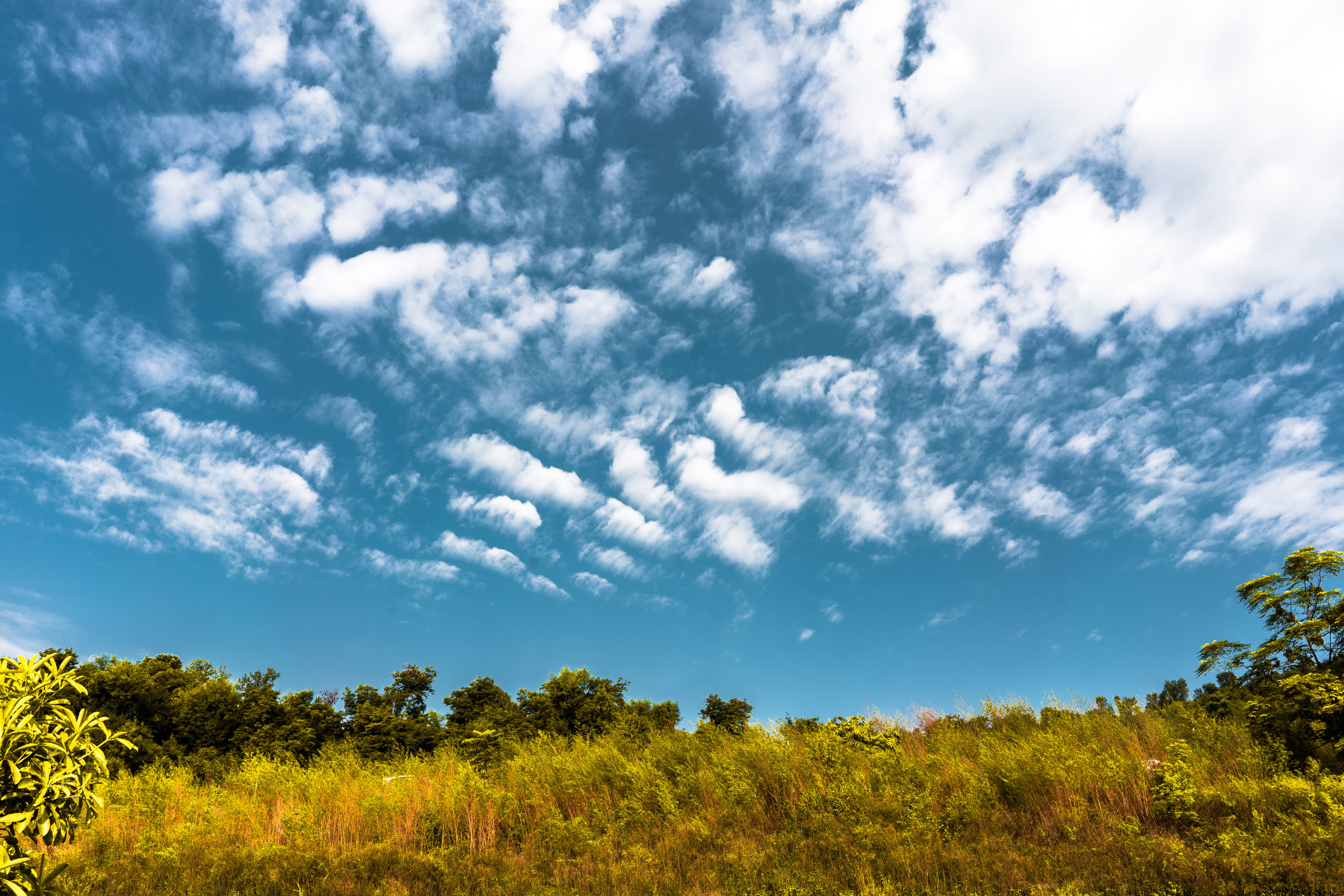 scenics - nature, non-urban scene, cloud - sky, day, nature, tree, tranquility, field, outdoors, 8K, grass, land, growth, tranquil scene, beauty in nature, HD Wallpaper