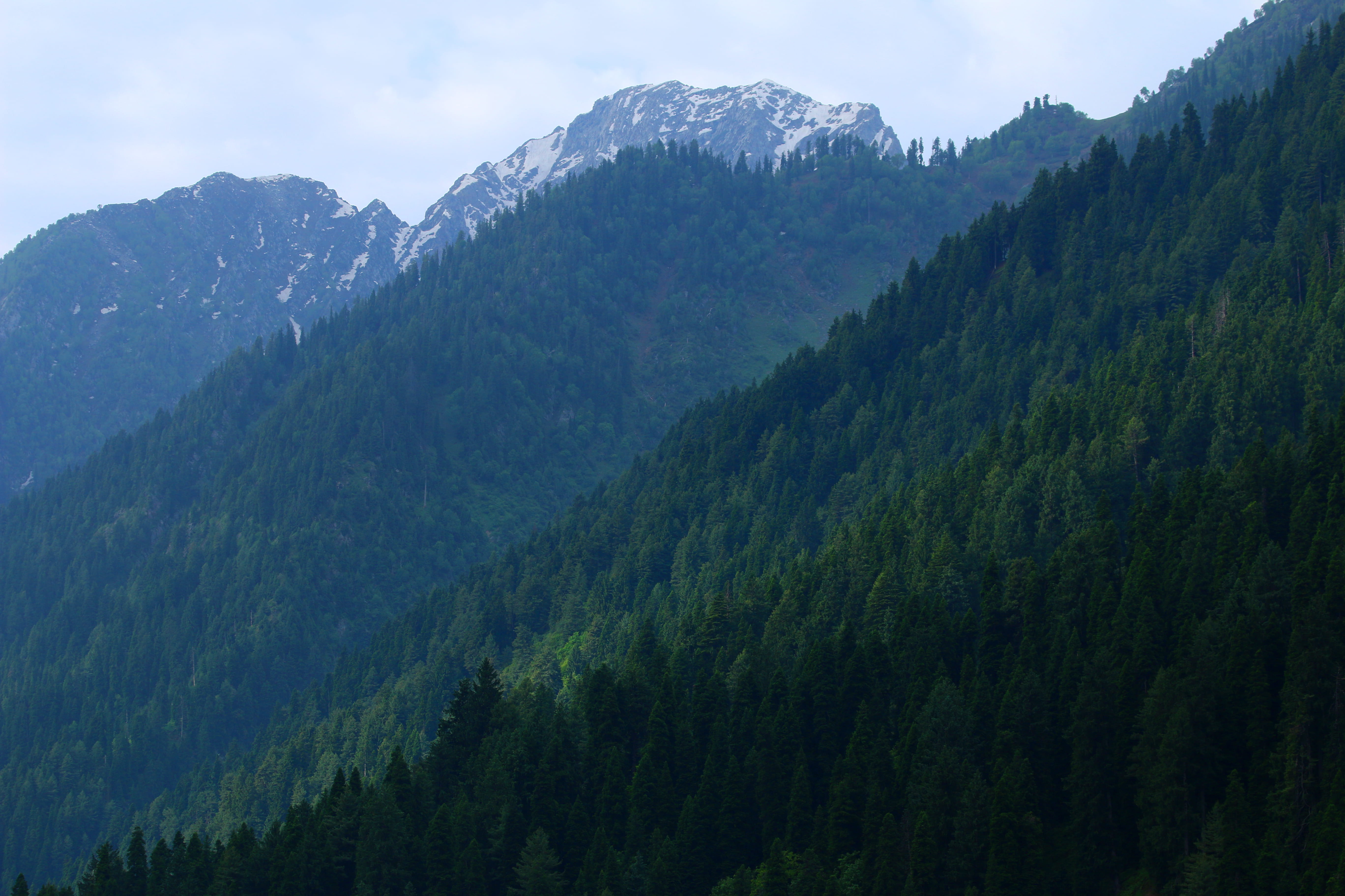 mountain, vikaskanwal, non-urban scene, pine tree, trees, pahalgam, land, hills, plant, tranquility, nature, mountain range, 5K, green color, environment, HD Wallpaper