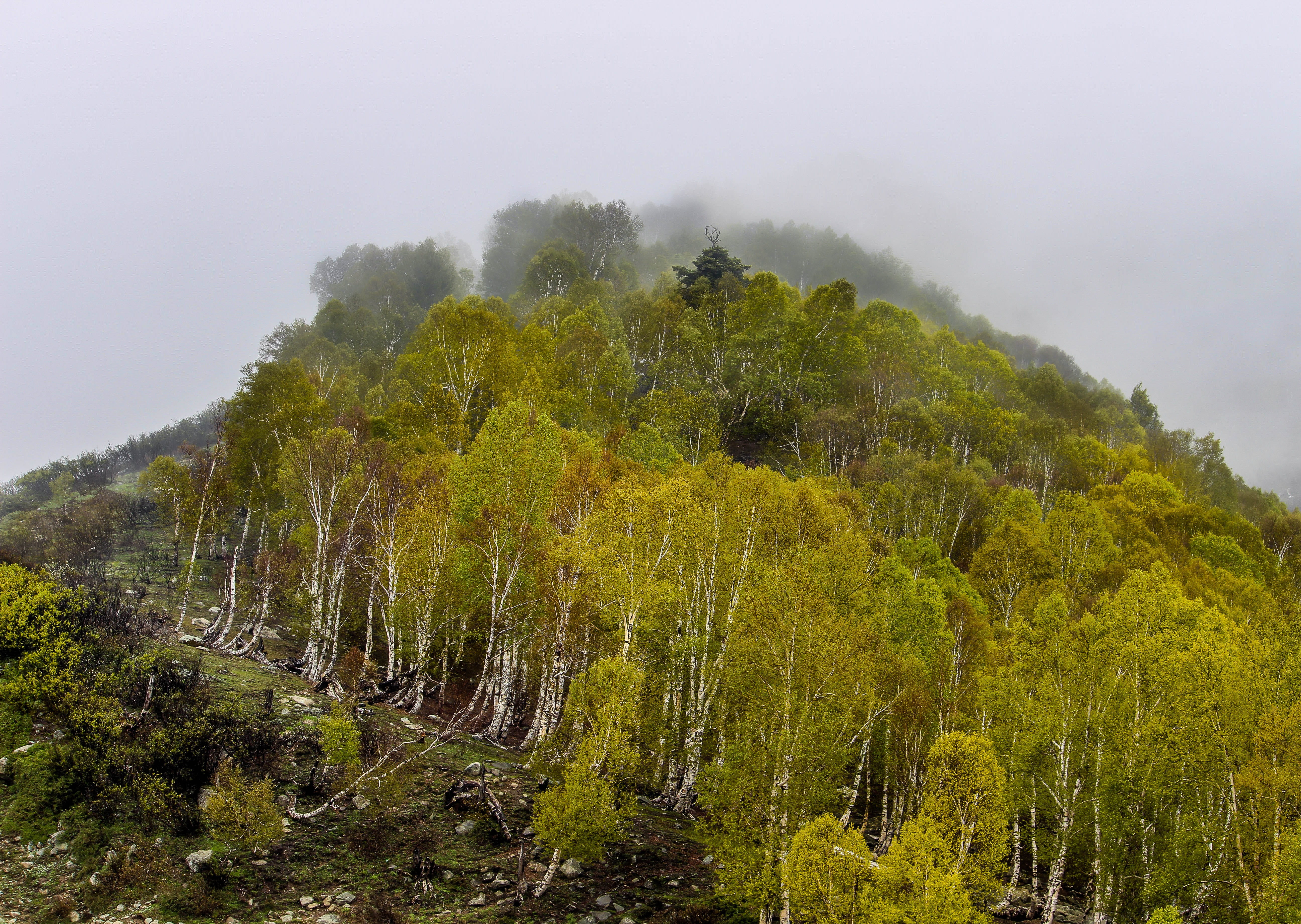 jammu, mountain, rock, journey, hill, tranquility, environment, non-urban scene, outdoor, travel, kashmir, fog, scenics - nature, green color, no people, HD Wallpaper