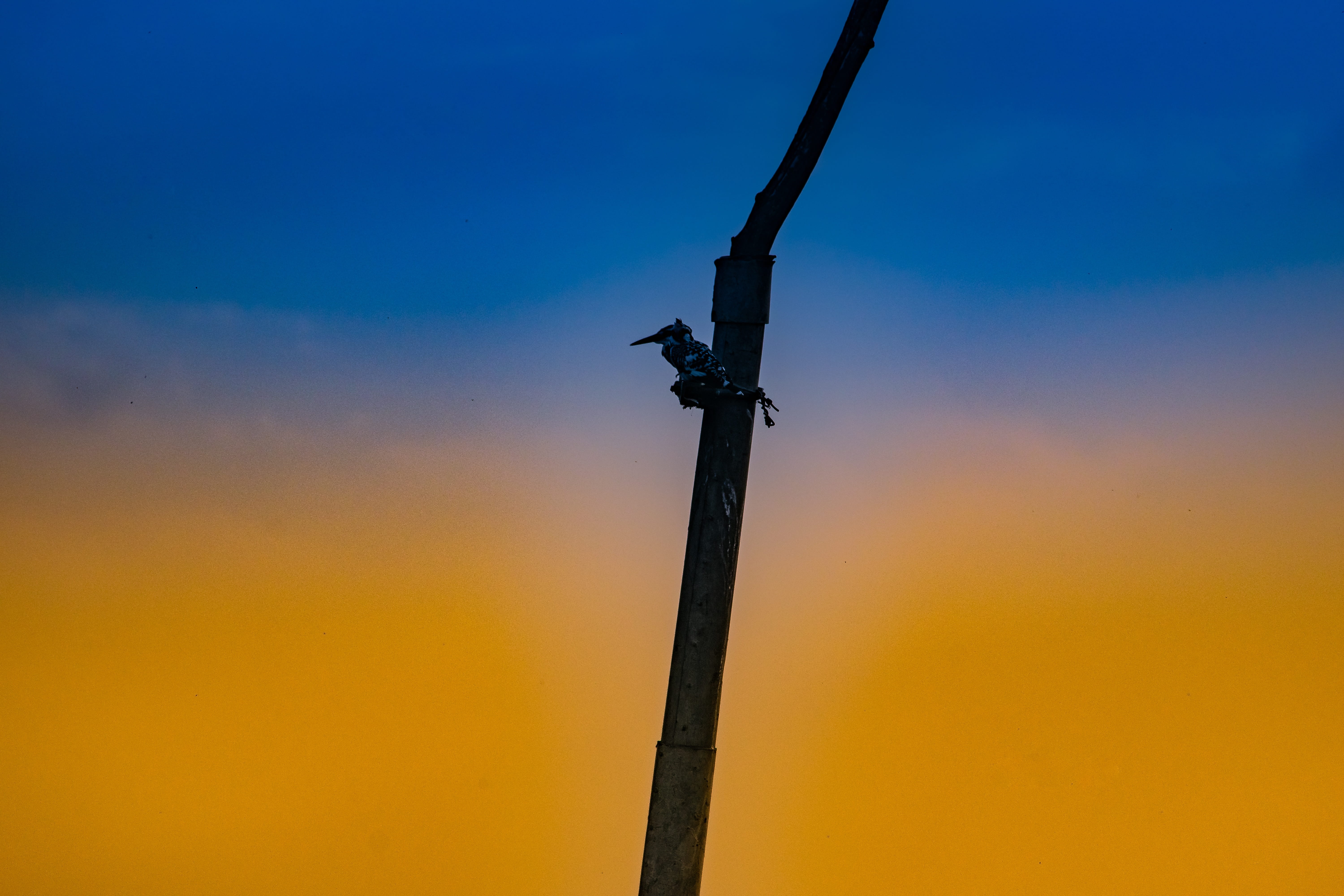 asia, nature, pole, lighting equipment, technology, beauty in nature, tree branch, tranquil scene, orange color, 5K, landscape, no people, color, travel, HD Wallpaper