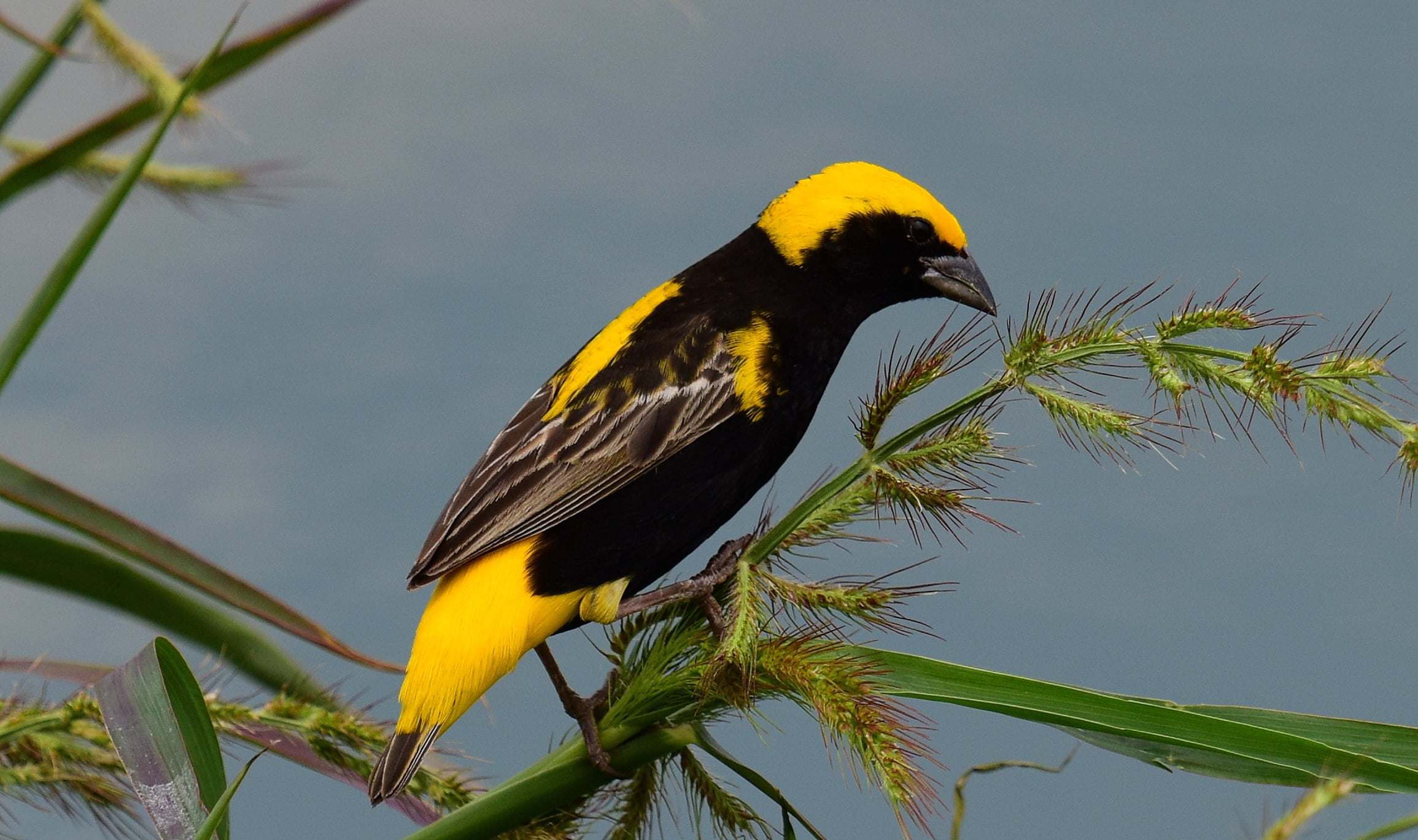 animal, feather, black bellied, euplectes, nature, yellow, Botswana, grass, bellied, wildlife, beak, Gaborone, Yellow-crowned Bishop, afer, black, headed, HD Wallpaper