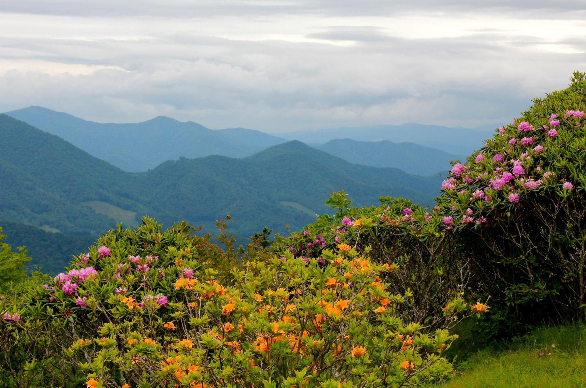 scenery, nature, north, flowers, landscapes, resolution, carolina, orange, 1080P, mountains, clustered, usa, pink, rhododendrons, wide, HD Wallpaper