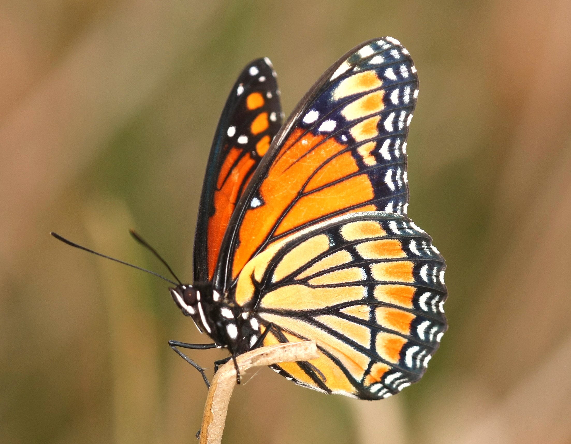 nature, animal Wing, beauty In Nature, orange, close-up, animal, multi Colored, insect, North Carolina, Richmond County, limenitis archippus, Viceroy, 1080P, HD Wallpaper