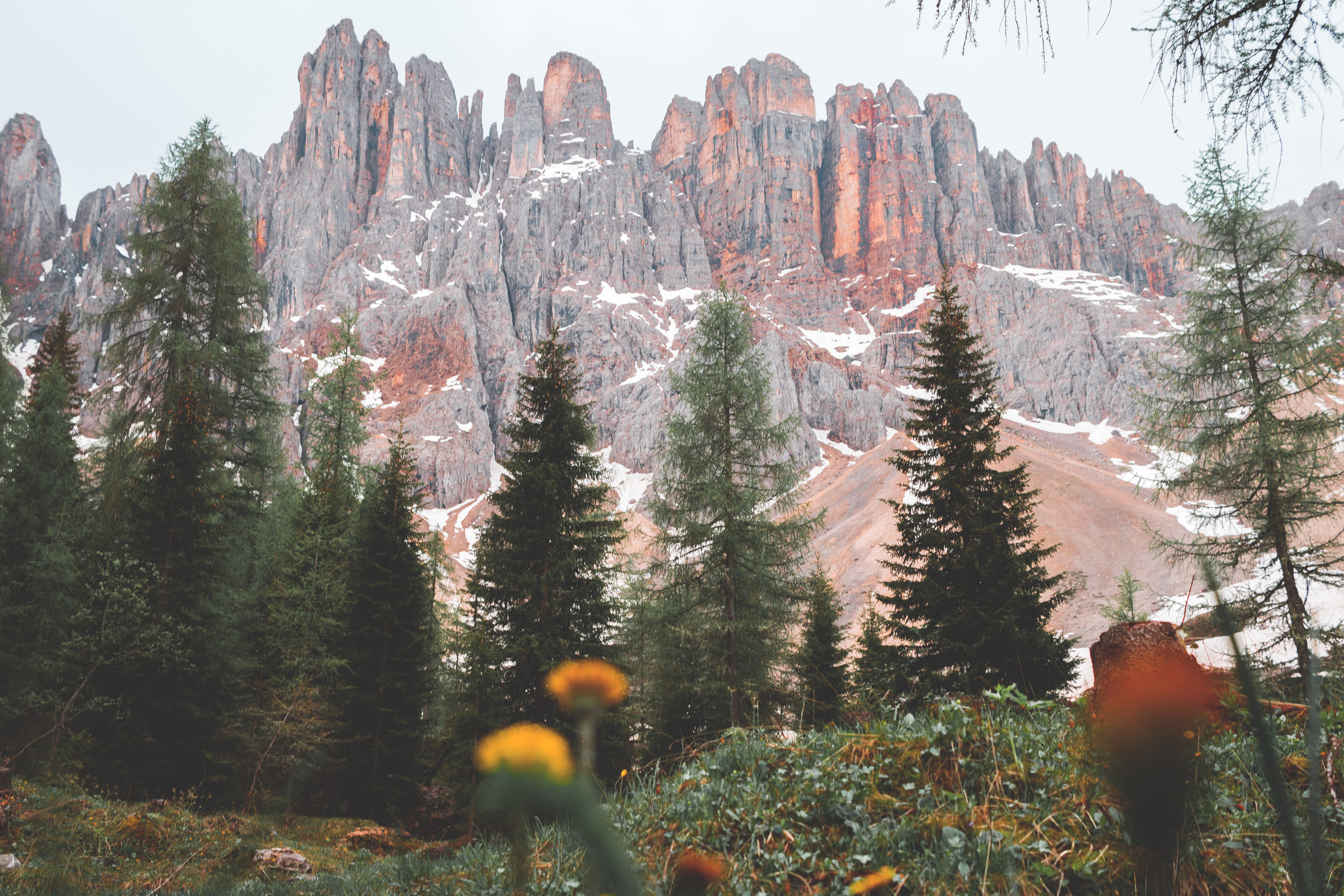 non-urban scene, flower, environment, landscape, mobile, rocky mountain, tranquility, near, rock, italy, growth, pine tree, nature, mountains, HD Wallpaper