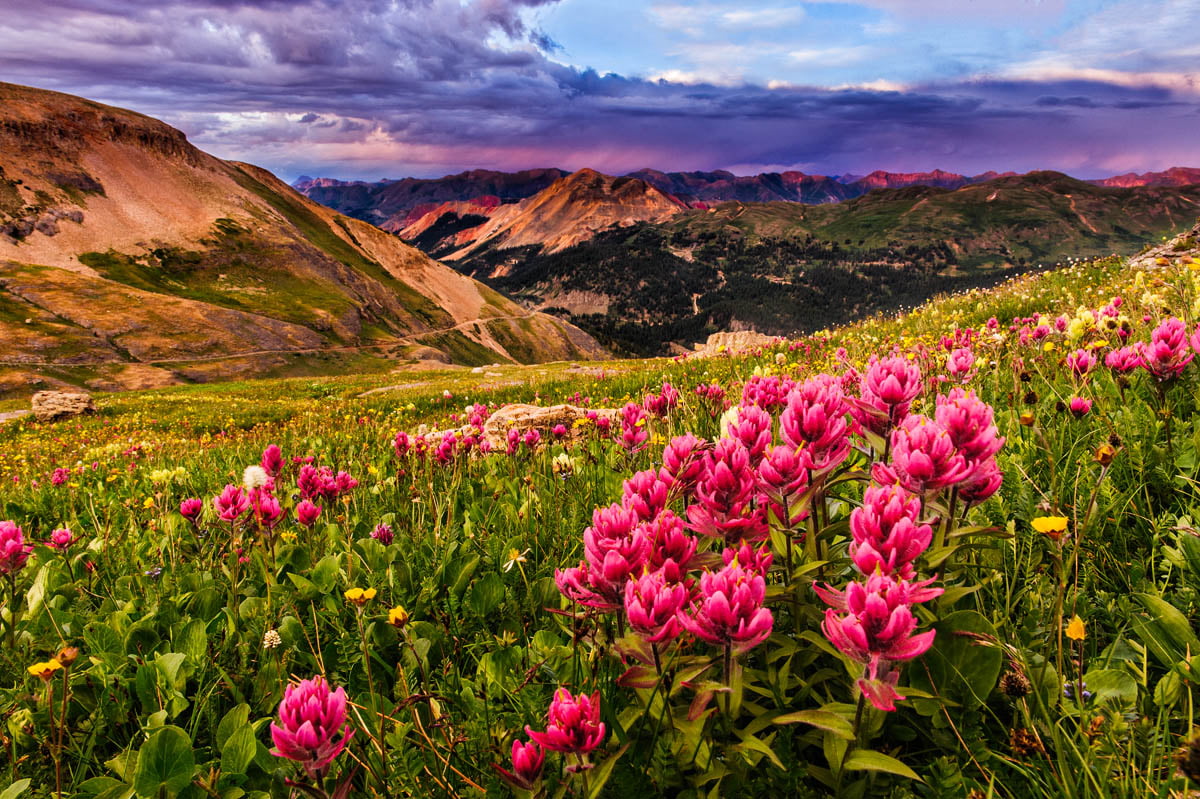 scenics, summer, landscape, san juans, landscape photography, Basin, red mountain, photography, flower fields, Sunset, 480P, flower, mountain, paintbrush, HD Wallpaper