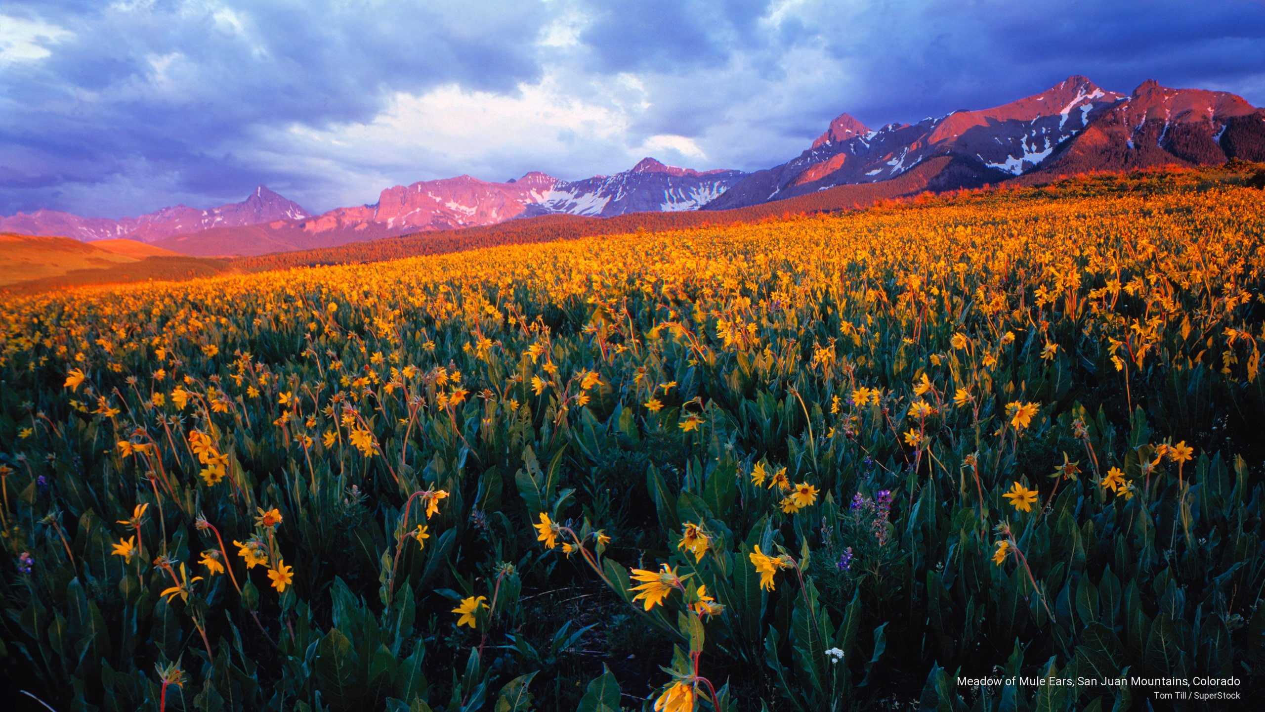 mule, meadow, colorado, ears, mountains, Spring/Summer, 2K, juan, san, HD Wallpaper