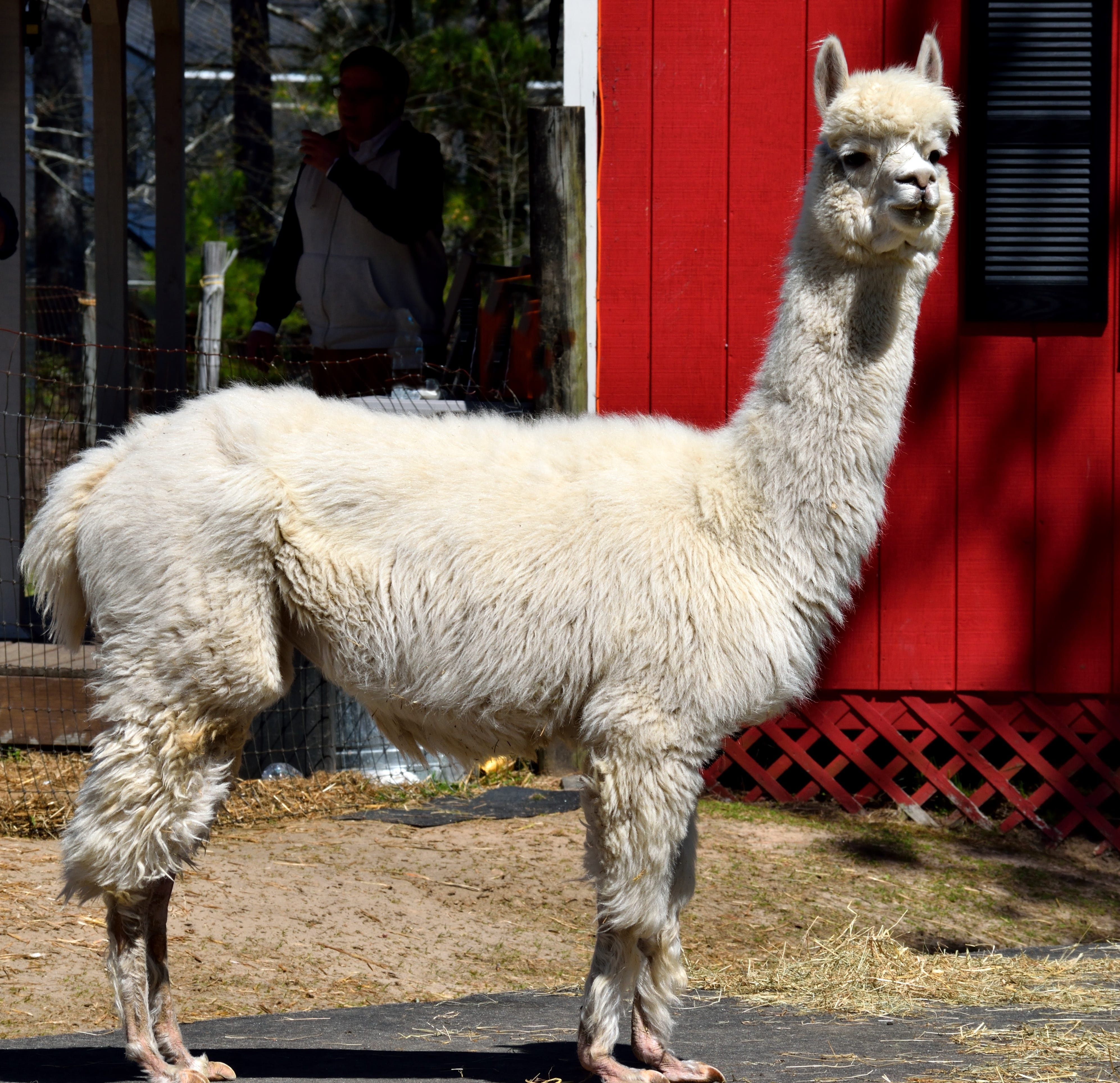 hair, livestock, day, cute, fluffy, creature, mammal, lama, people, portrait, herbivorous, domestic animals, outdoors, face, real people, funny, leisure activity, HD Wallpaper