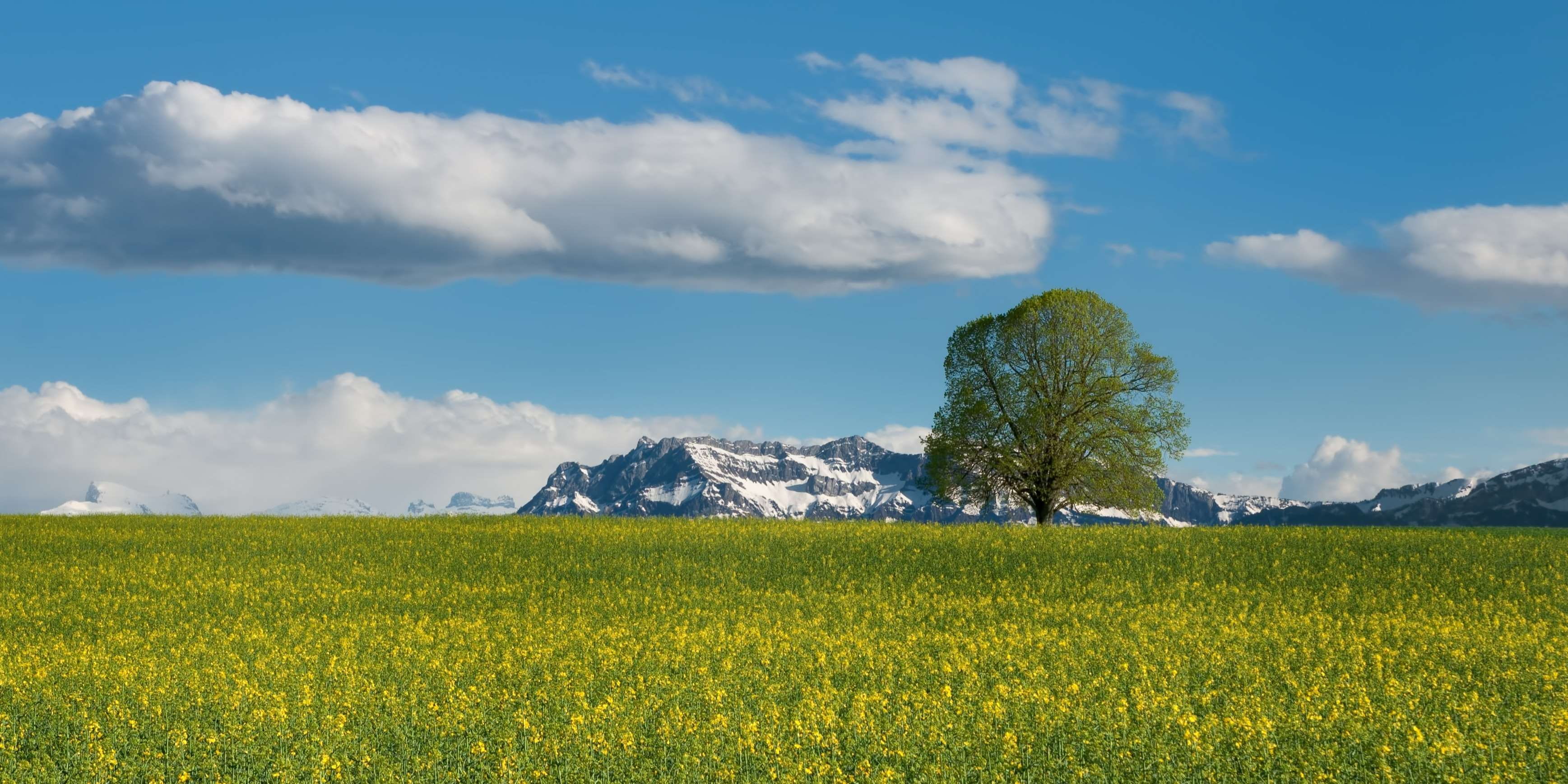 tree, landscape, agriculture, scenics - nature, no people, mountains, tranquil scene, tranquility, land, titlis, green, growth, oilseed rape, grass, beauty in nature, HD Wallpaper