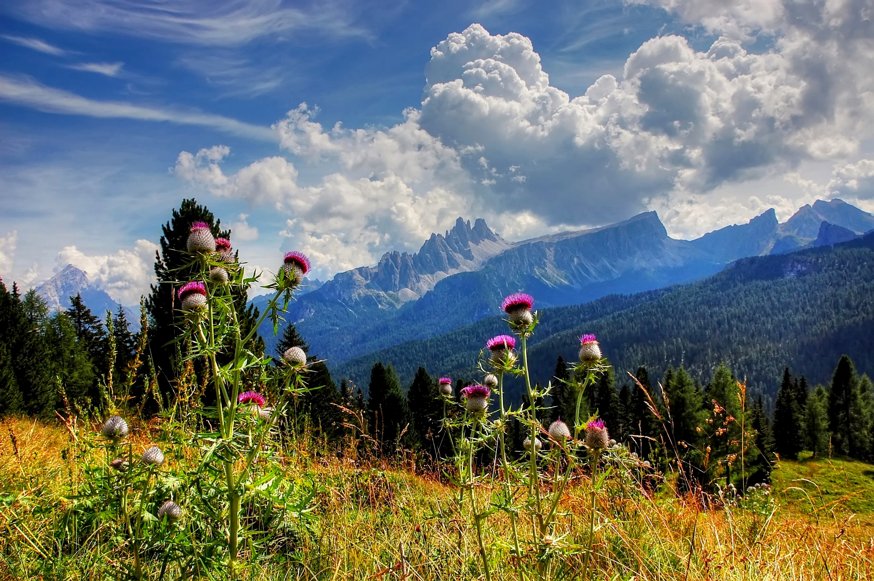 photograph, plant, scenics - nature, wild, 2K, landscape, hiking, beauty in nature, field, summer plant, growth, outdoors, blue, tranquility, flower, flowers, HD Wallpaper