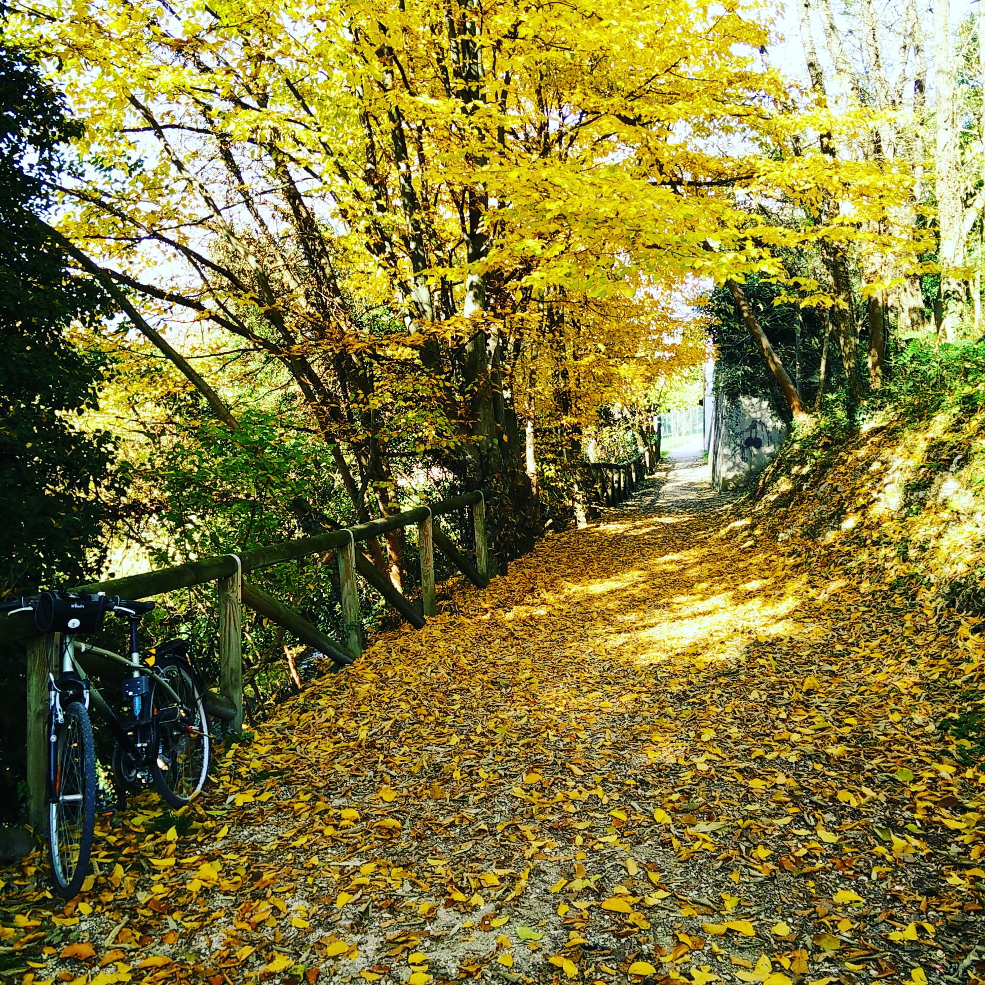 leaf, transportation, trees, tree, the way forward, bicycle, via croda, diminishing perspective, park, fall, leaves, bike, 1080P, outdoors, tranquility, Phone HD Wallpaper