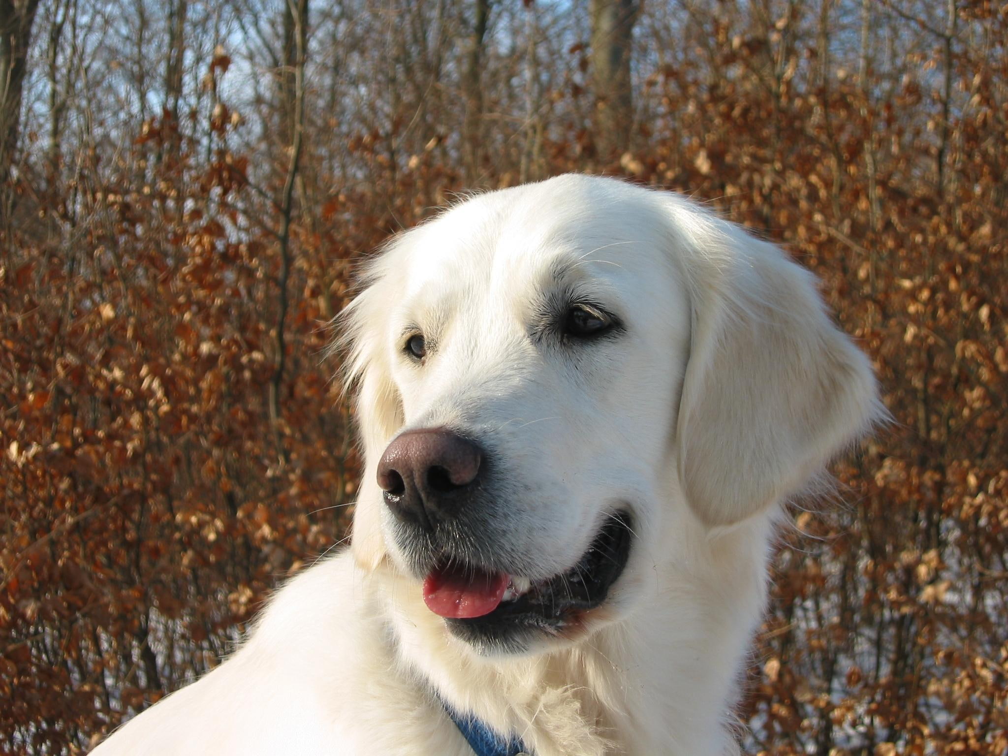 retriever, gorgeous, beautiful, animals, lookout, 1080P, HD Wallpaper