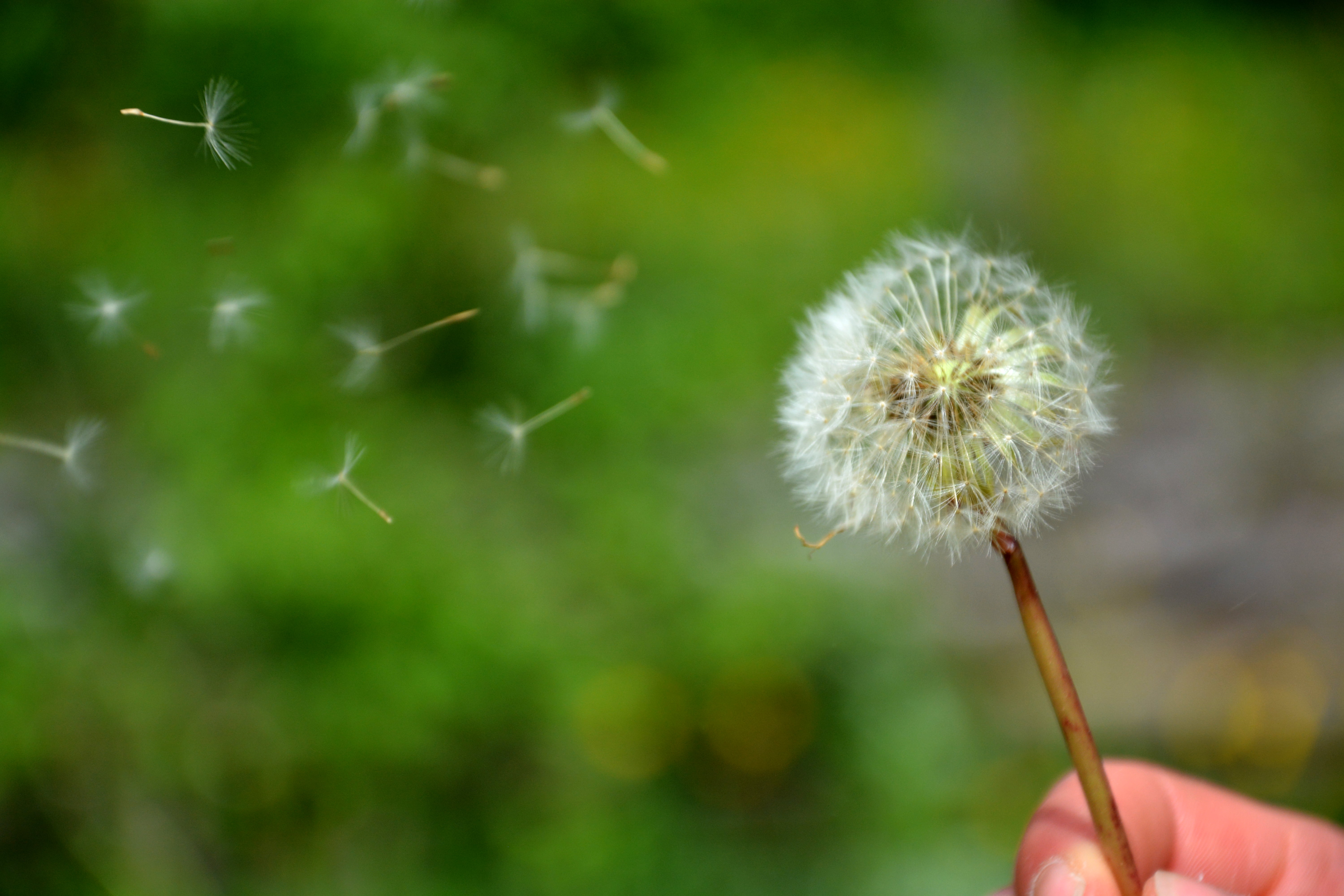 outdoors, springtime, white, frühling, 5K, seed, cc, photography, schweiz, nature, fly, blog, switzerland, spring, wind, plant, single Flower, image, holding, HD Wallpaper