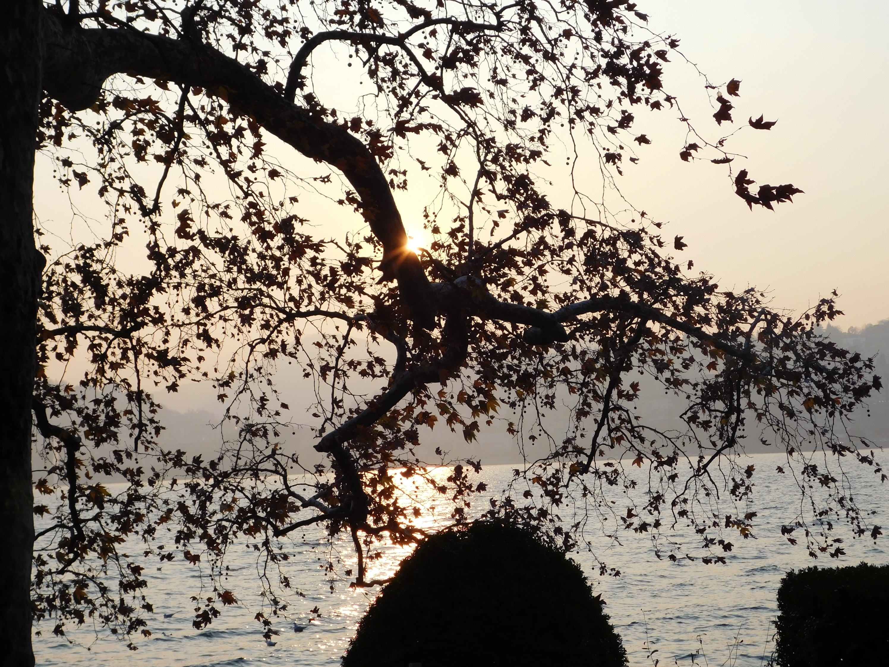 reflection, outdoors, tree, beauty in nature, tranquility, plant, sunset, silhouette, lugano lake, lake, nature, 2K, branch, growth, water, scenics - nature, HD Wallpaper
