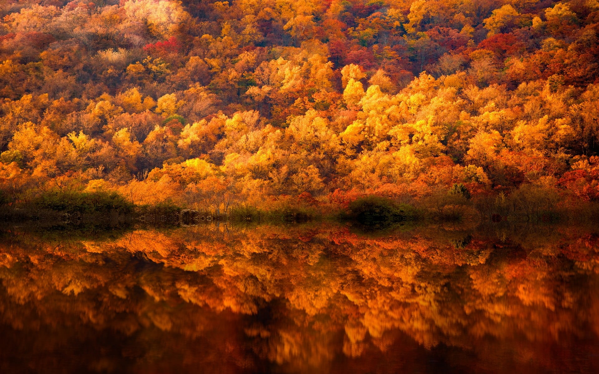 beauty in nature, forest, amber, trees, growth, change, landscape, fall, scenics - nature, tranquility, idyllic, day, nature, 1080P, autumn, non-urban scene, HD Wallpaper