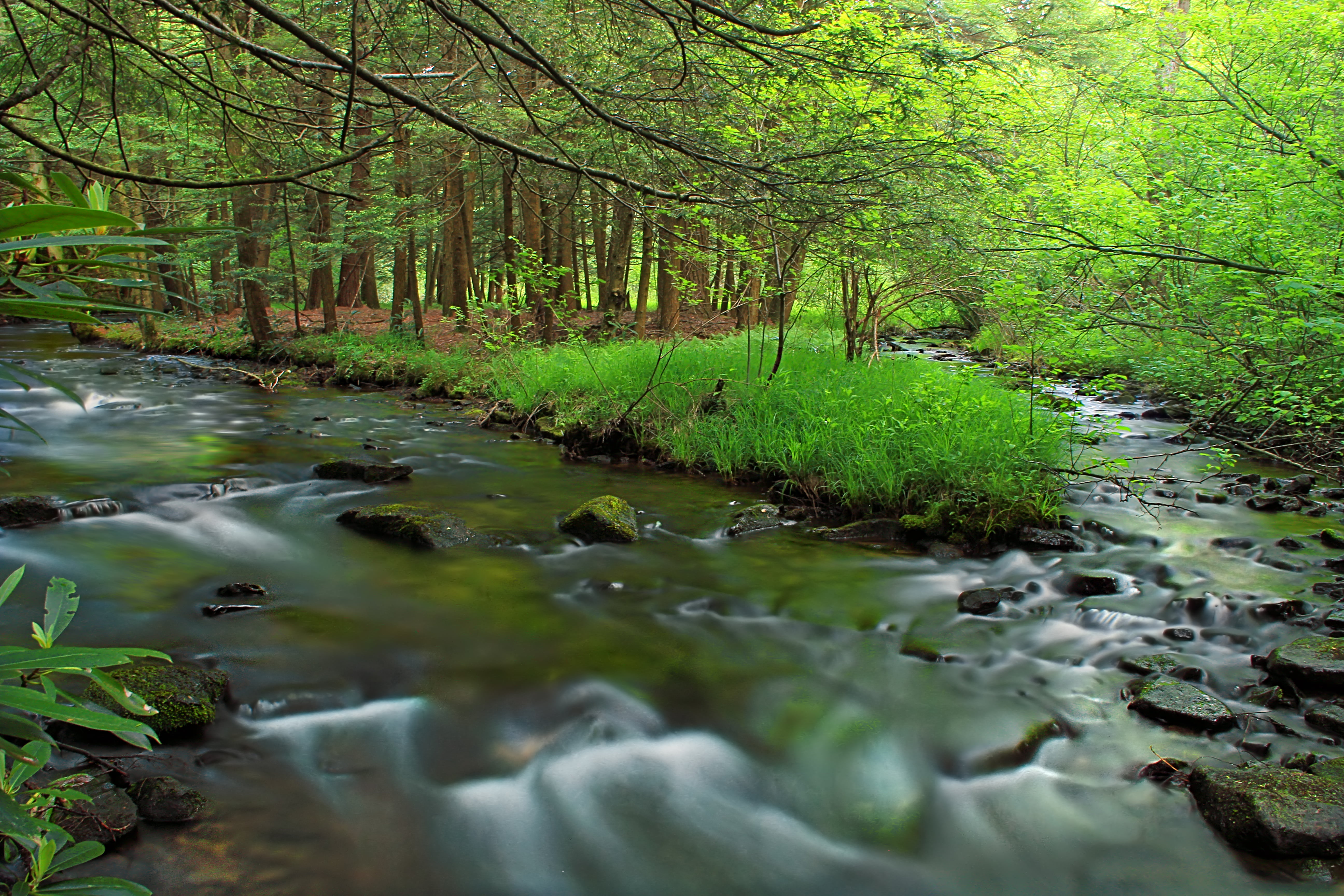 moss, cascades, scenics, rhododendron, Confluence, forest, tree, grass, Six-Mile Run, green leaf, Moshannon State Forest, green, Centre County, Allegheny Front Trail, HD Wallpaper