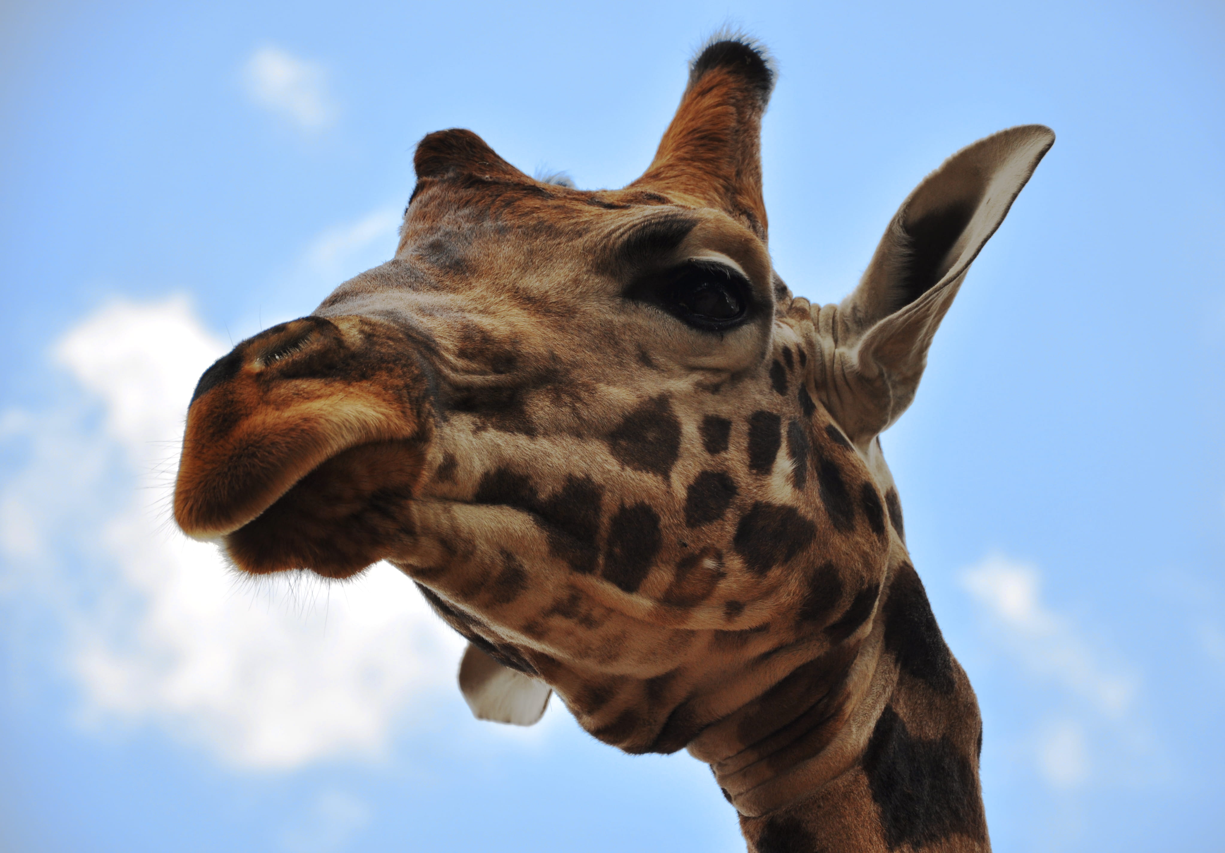 vertebrate, safari, wildlife, day, cloud - sky, animal wildlife, animal body part, animal tongue, animal themes, herbivorous, face, 4K, kenya, giraffe, HD Wallpaper