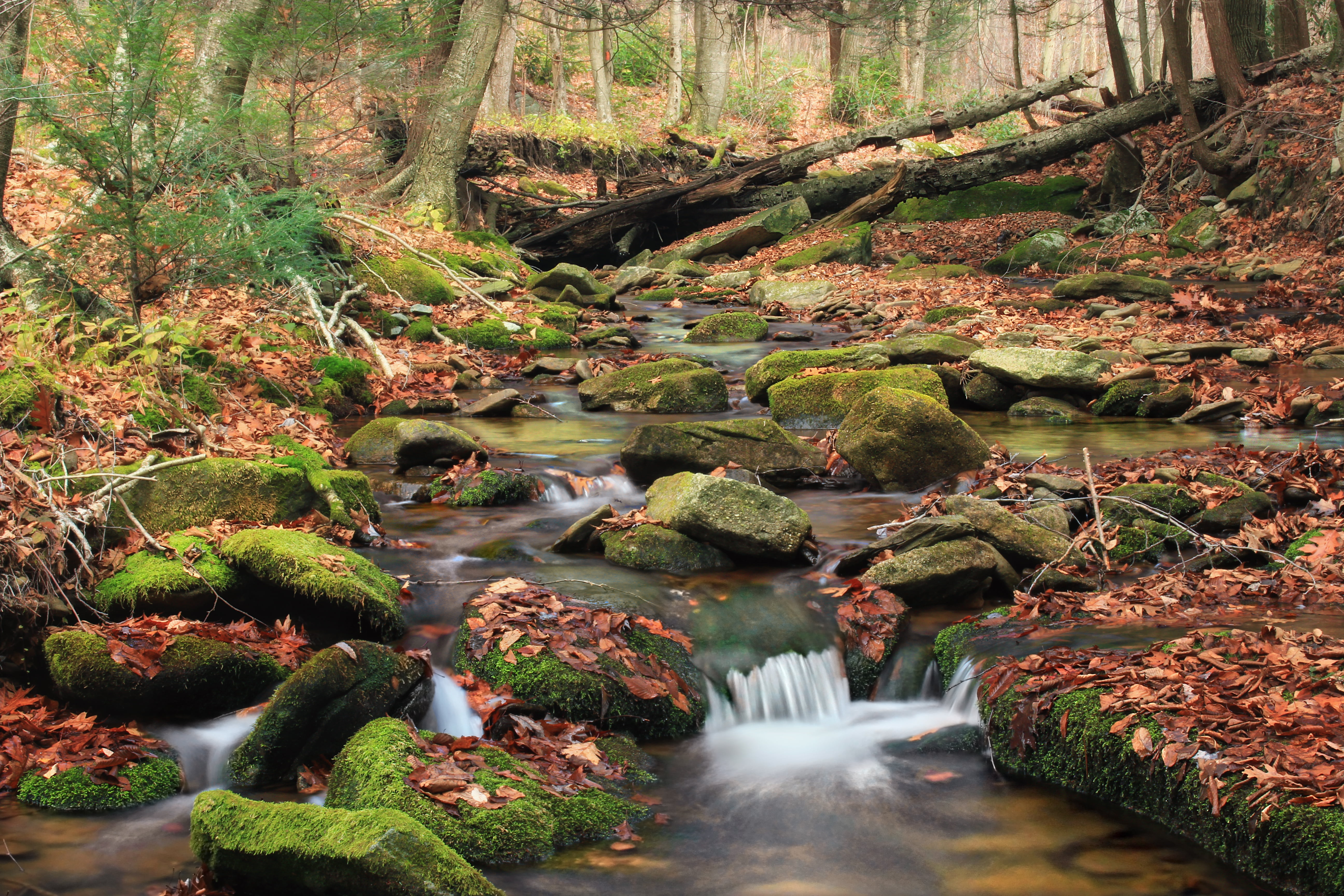 Area, creek, riparian, landscape, rocks, leaves, tree, deciduous, trees, time, autumn, waterfall, Chuck Keiper Trail, Sproul State Forest, moss, lapse, HD Wallpaper