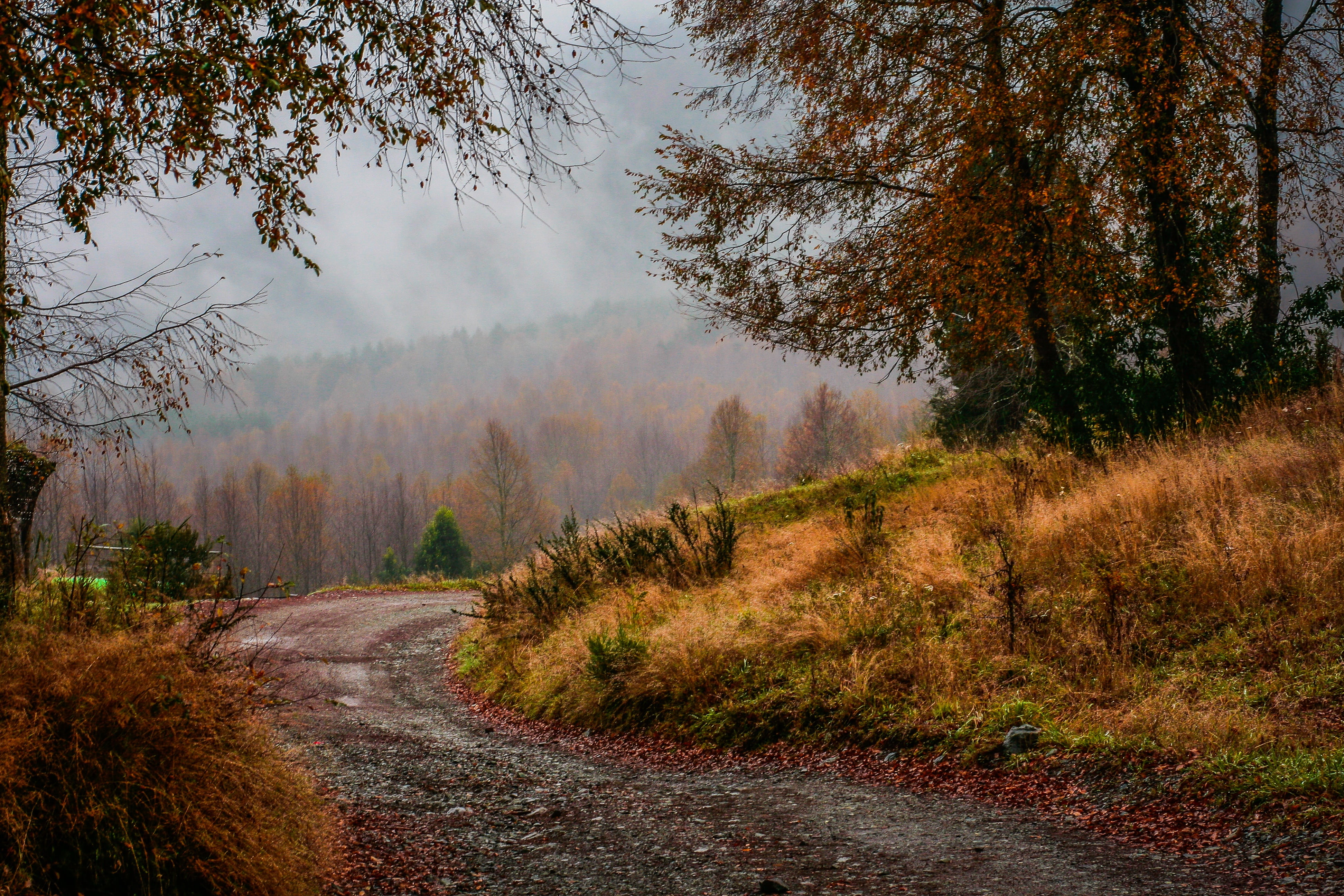 the way forward, fall, plant, path, forest, mountain, road, valley, woodland, leaf, season, plants, scenics, sky, grass, rural Scene, nature, direction, HD Wallpaper