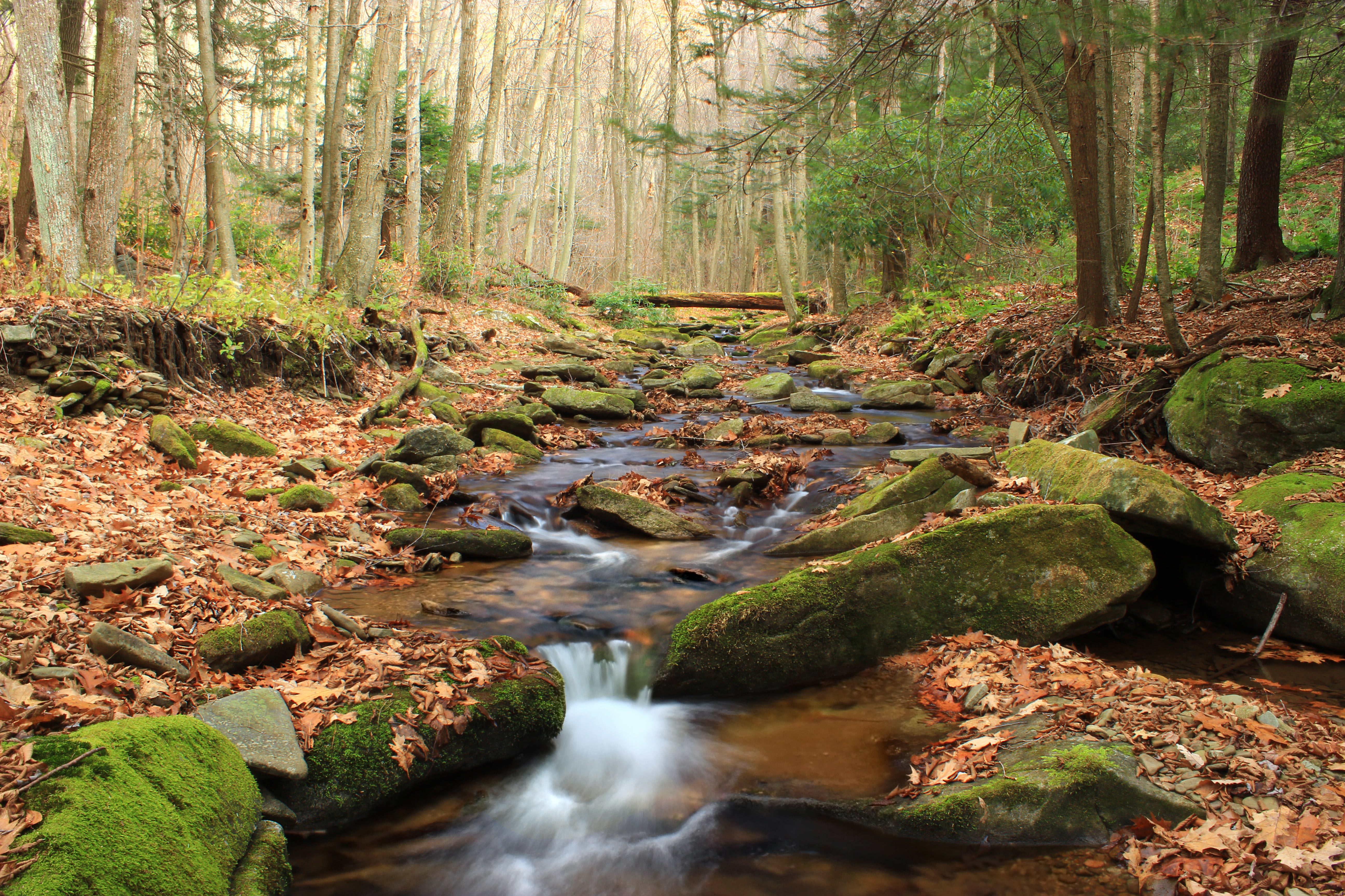 leaf litter, rocks, hiking, cascades  waterfall, coniferous, scenics, stream, creek, Wilds, creative commons, waterfall, nature, trees, spring, river, forest, HD Wallpaper