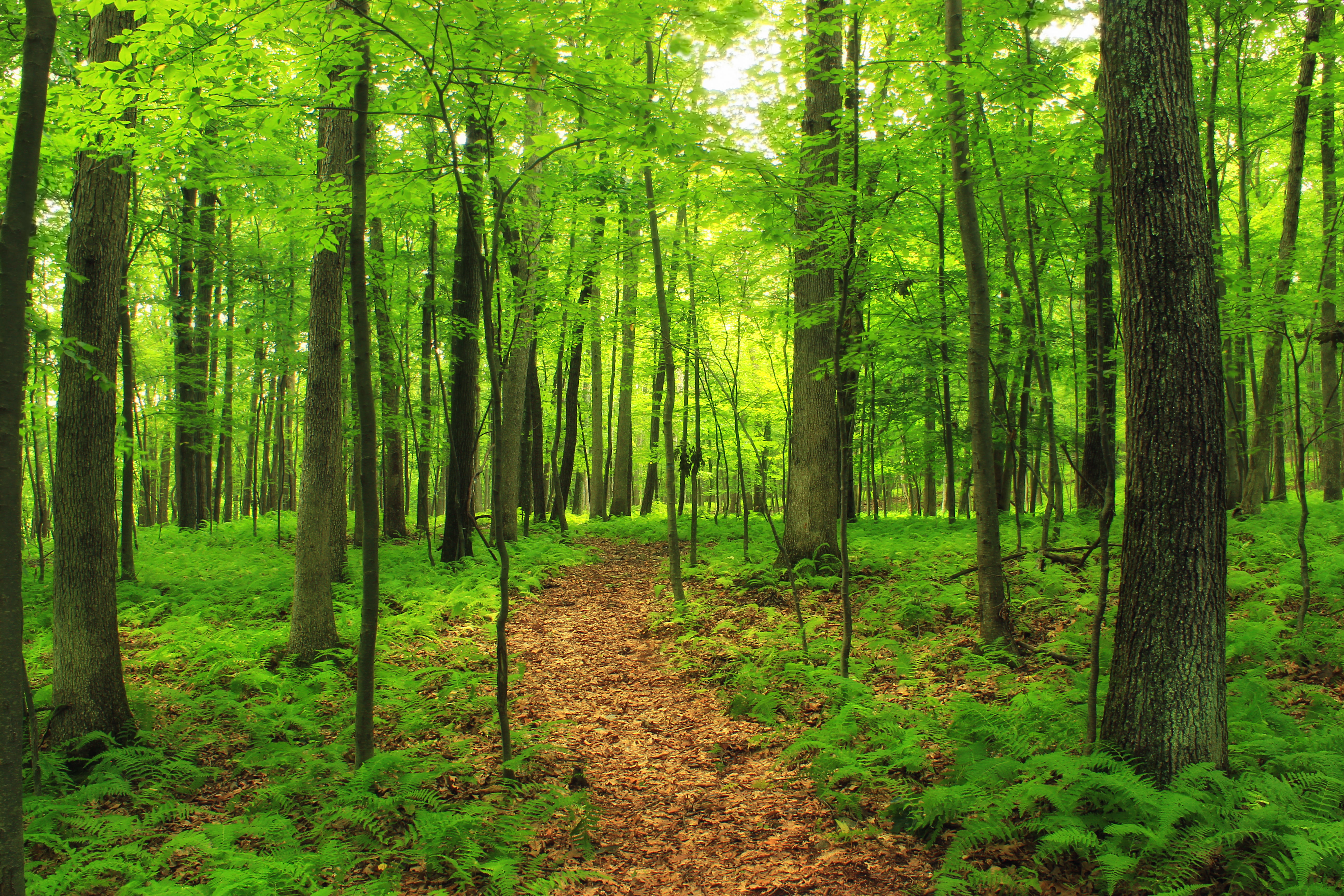 leaf litter, nature, temperate deciduous forest, hiking, ferns, summer, trail, 5K, Cherry Valley National Wildlife Refuge, sunlight, vegetation, woodland, HD Wallpaper
