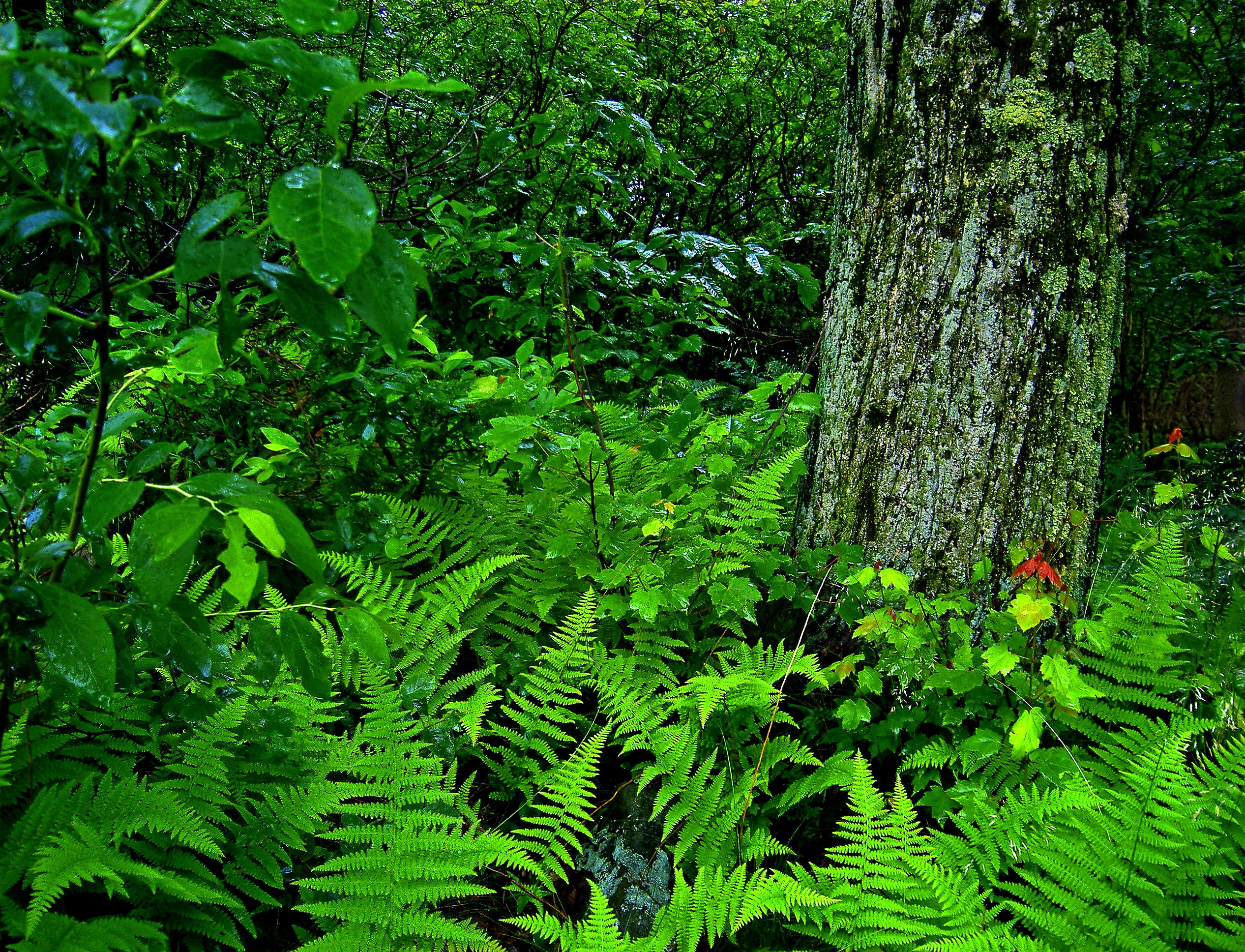 vegetation, Poconos, North America, forest, daytime, Tobyhanna State Park, hiking, understory, summer, plants, temperate deciduous forest, Monroe County, HD Wallpaper