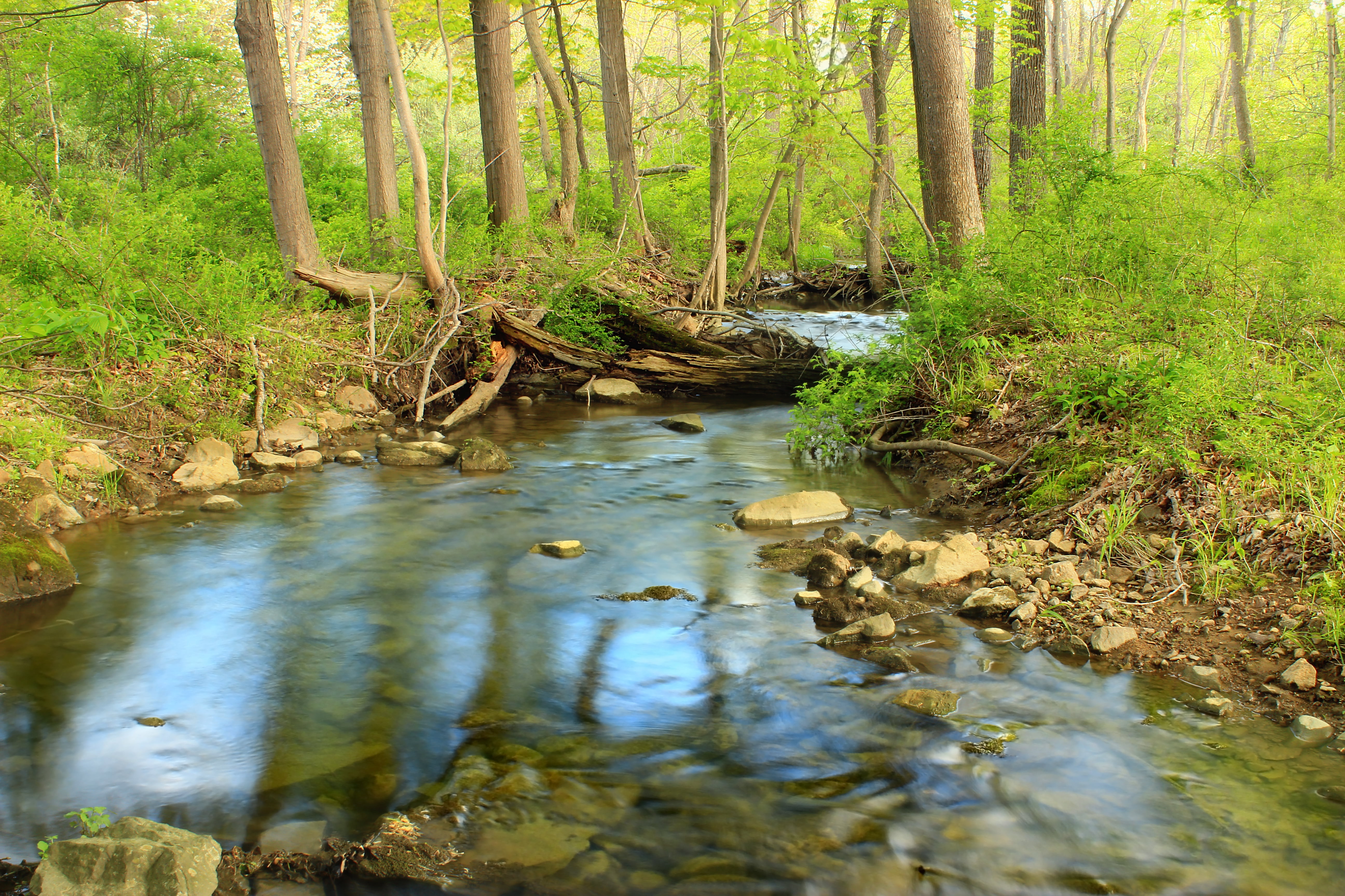New Jersey, forest, spring, Warren County, Streamside, Old Farm, water, waterfall, hiking, Bacon, Independence Township, outdoors, stream, creative commons, HD Wallpaper