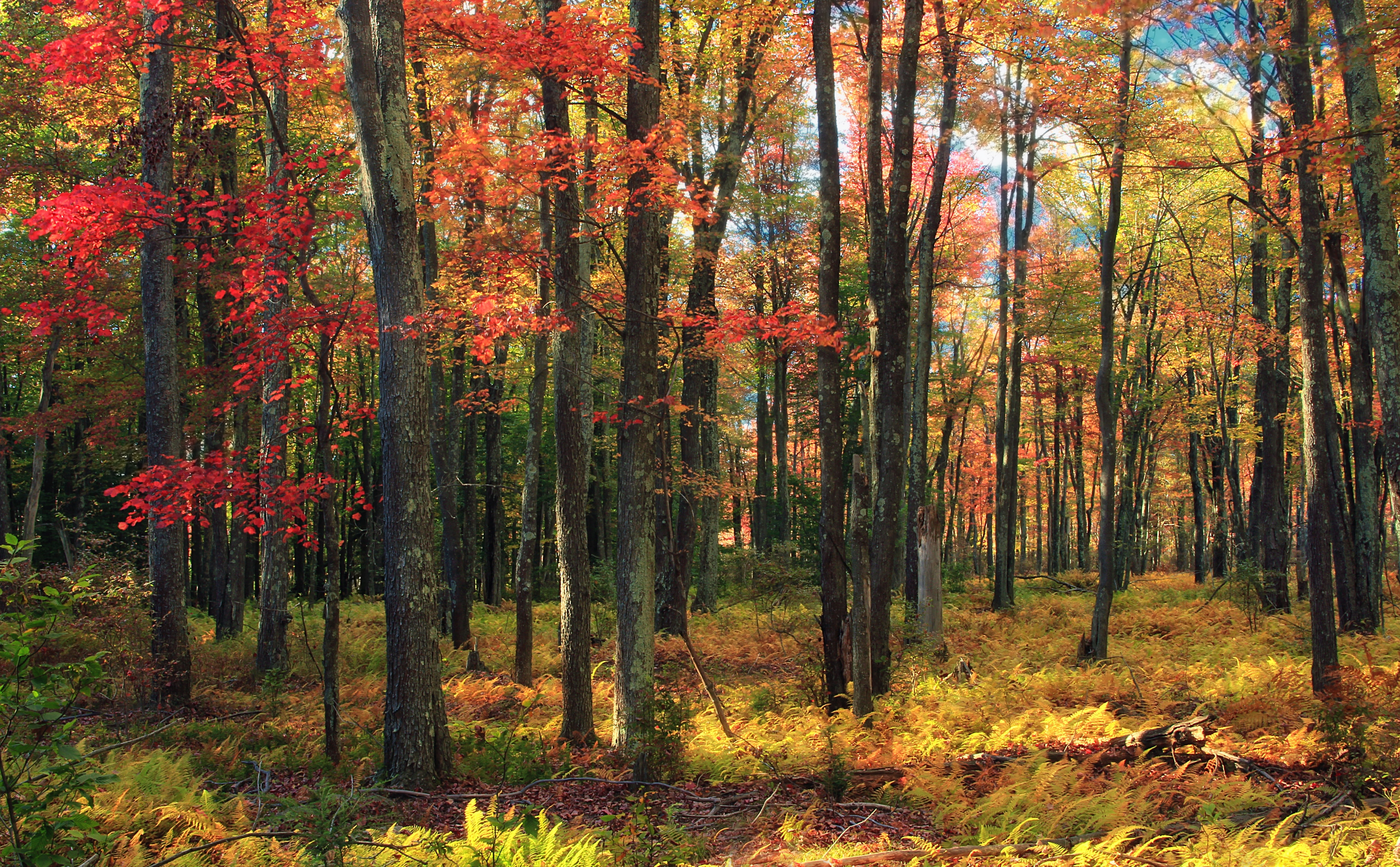 monroecounty, Poconos, day, change, Autumn, tranquil scene, tree, non-urban scene, Plants, outdoors, stategamelands127, orange color, understory, Wayne, HD Wallpaper