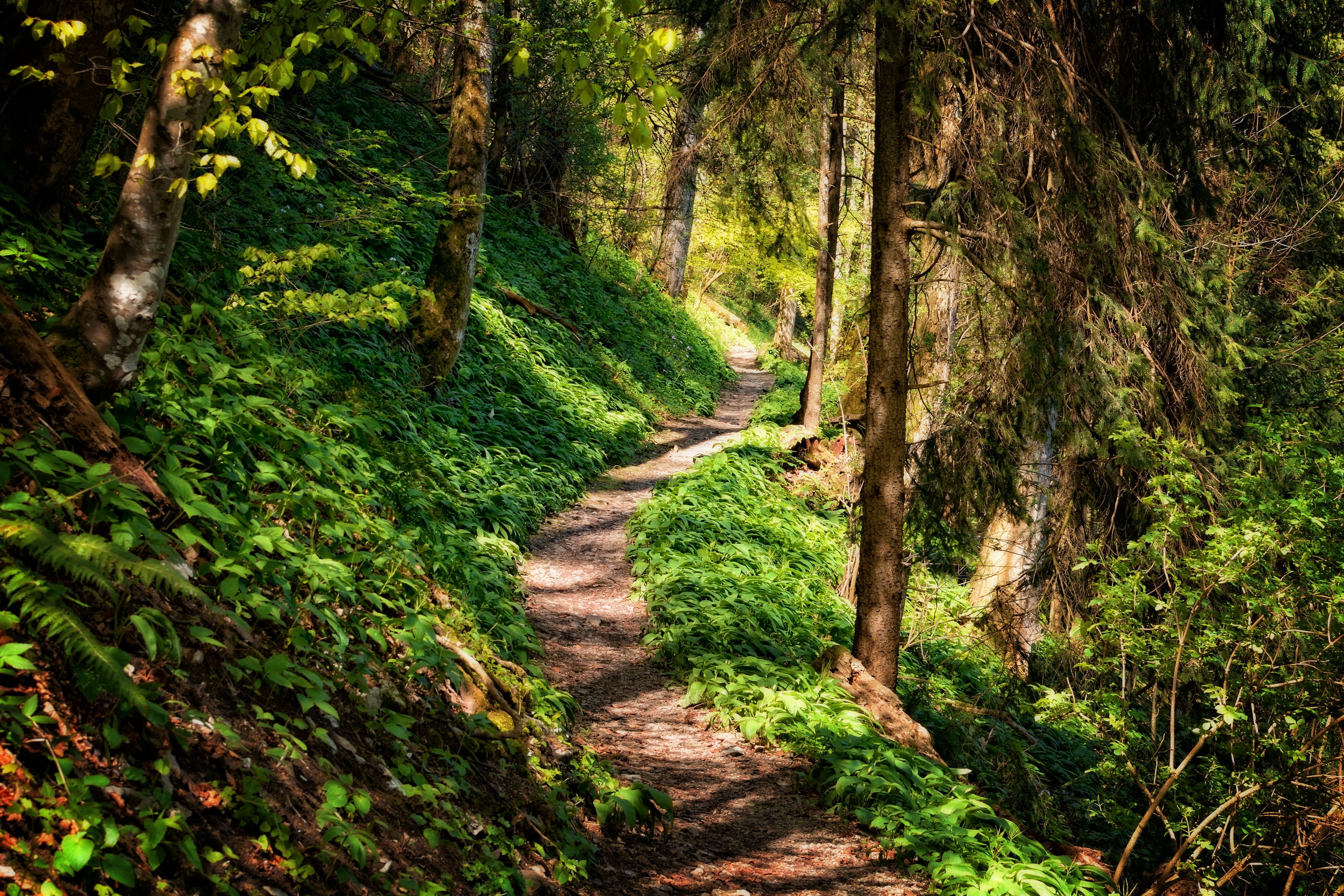 footpath, path, green Color, tranquil scene, summer, tranquility, landscape, environment, non-urban scene, hiking, woodland, no people, relaxation, pathway, HD Wallpaper