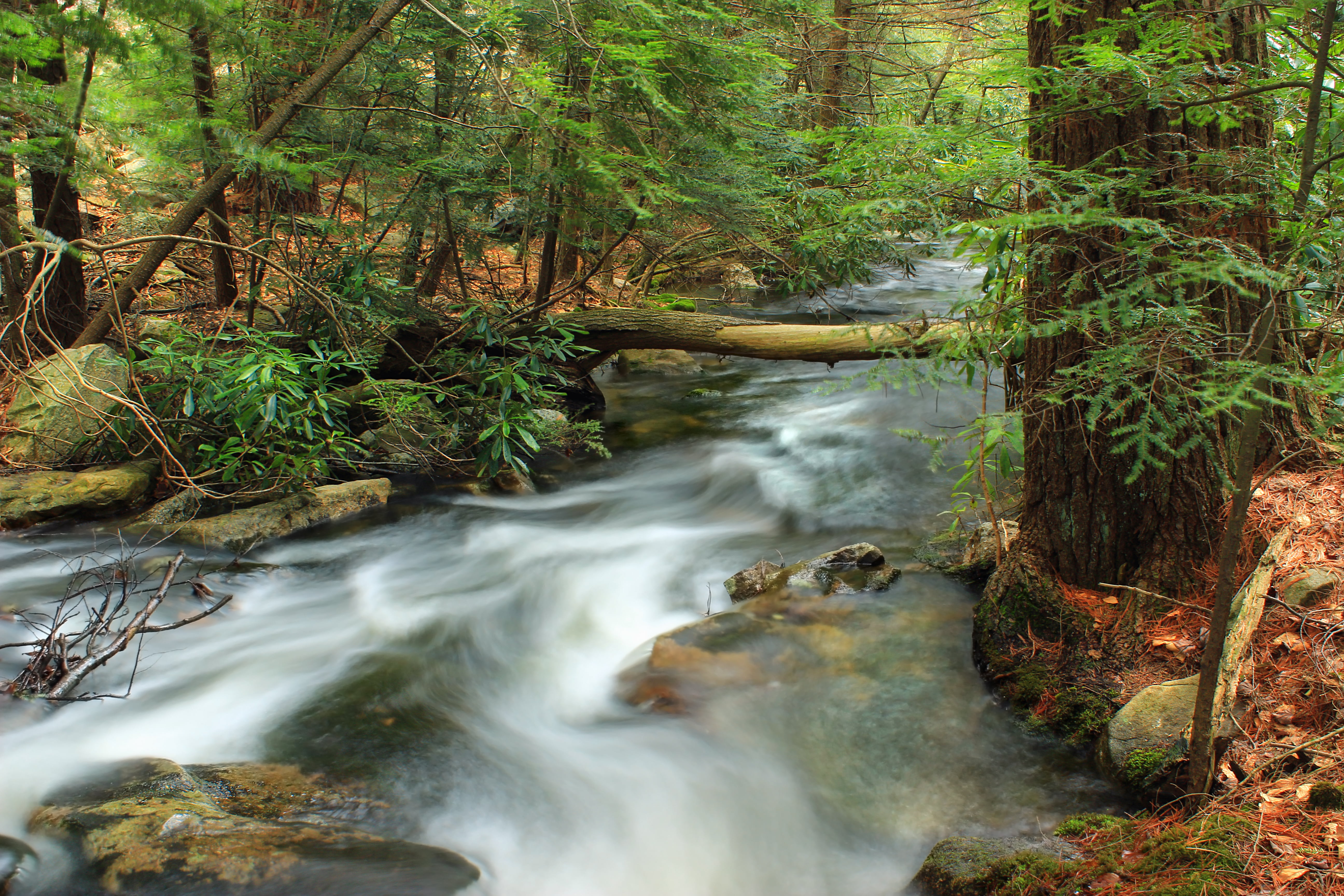 cascades, leaf, Jeans, creek, green Color, duff, spring, lapse, Carbon County, waterfalls, beauty In Nature, tree, stream, creative commons, Run, freshness, HD Wallpaper