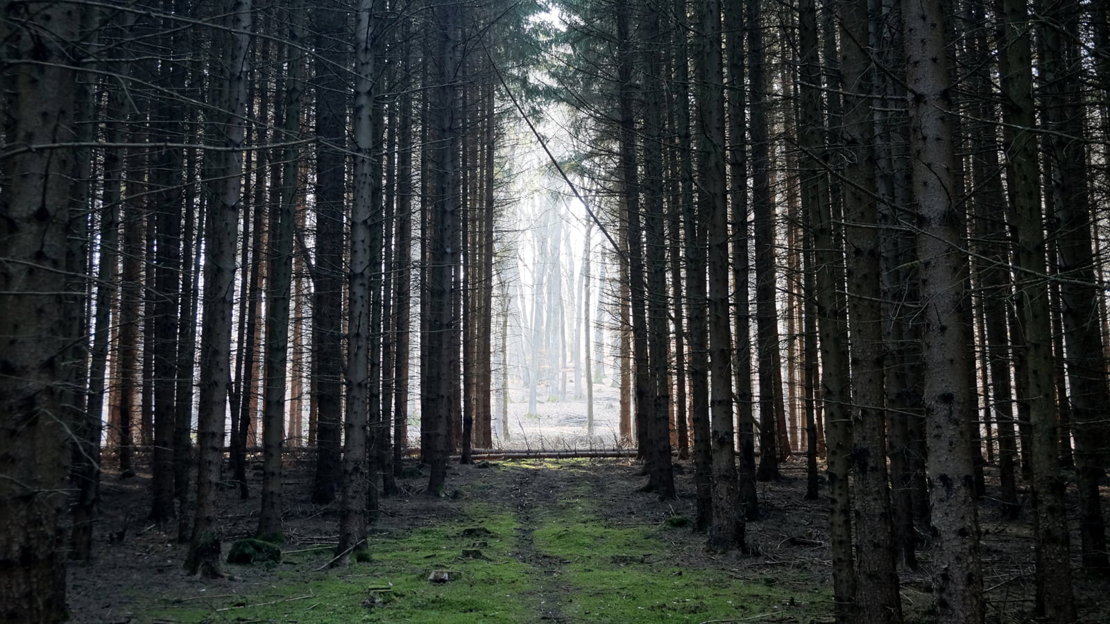 erdő, outdoors, szentgotthárd, none, mystic, tree, landscape, nature, wood, hungary, gate, 720P, trees, photo, evergreen, magyarország, wald, forest, scenics, HD Wallpaper