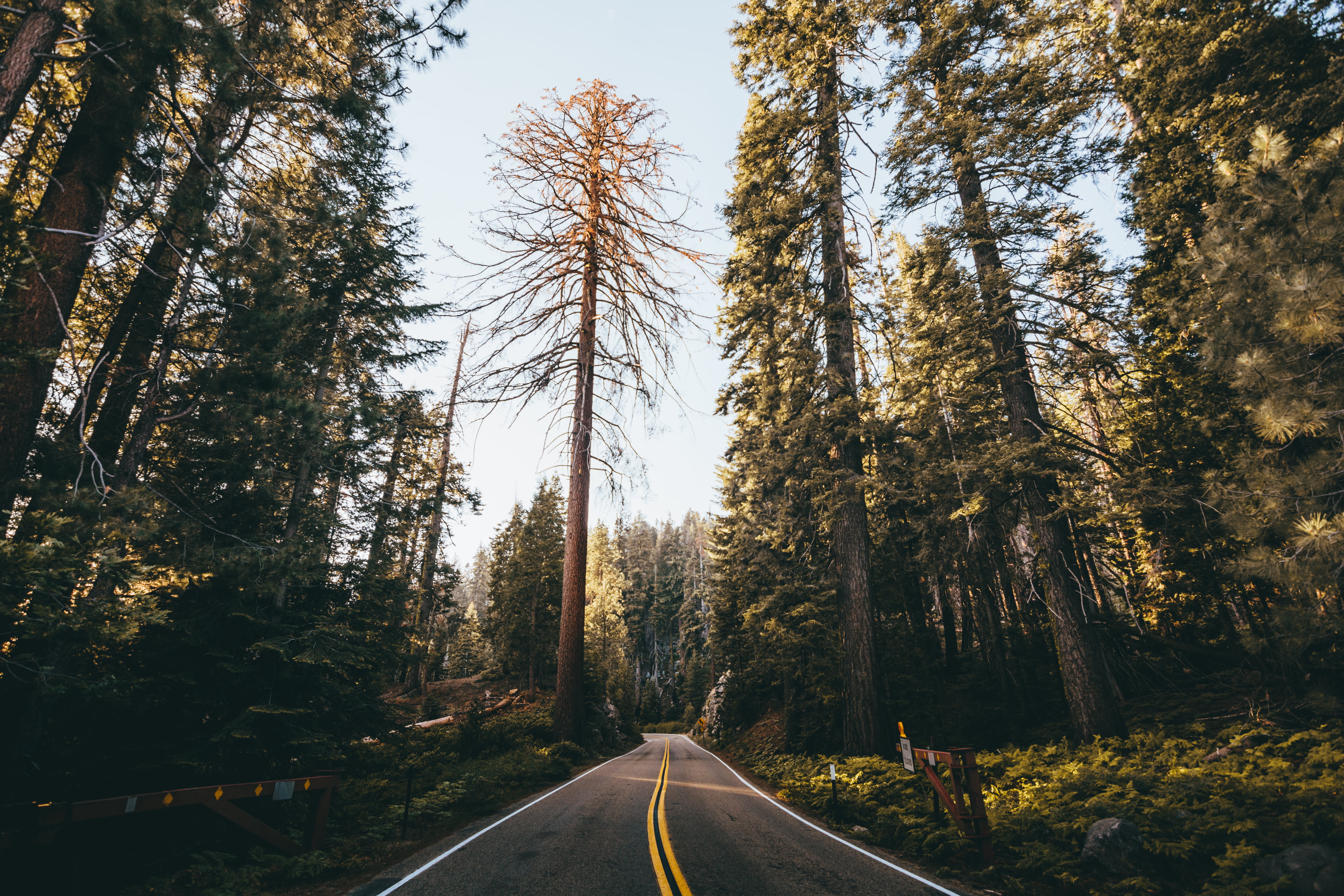outdoors, woodland, road, scenics, daytime, landscape, tree, forest, autumn, nature, 5K, HD Wallpaper
