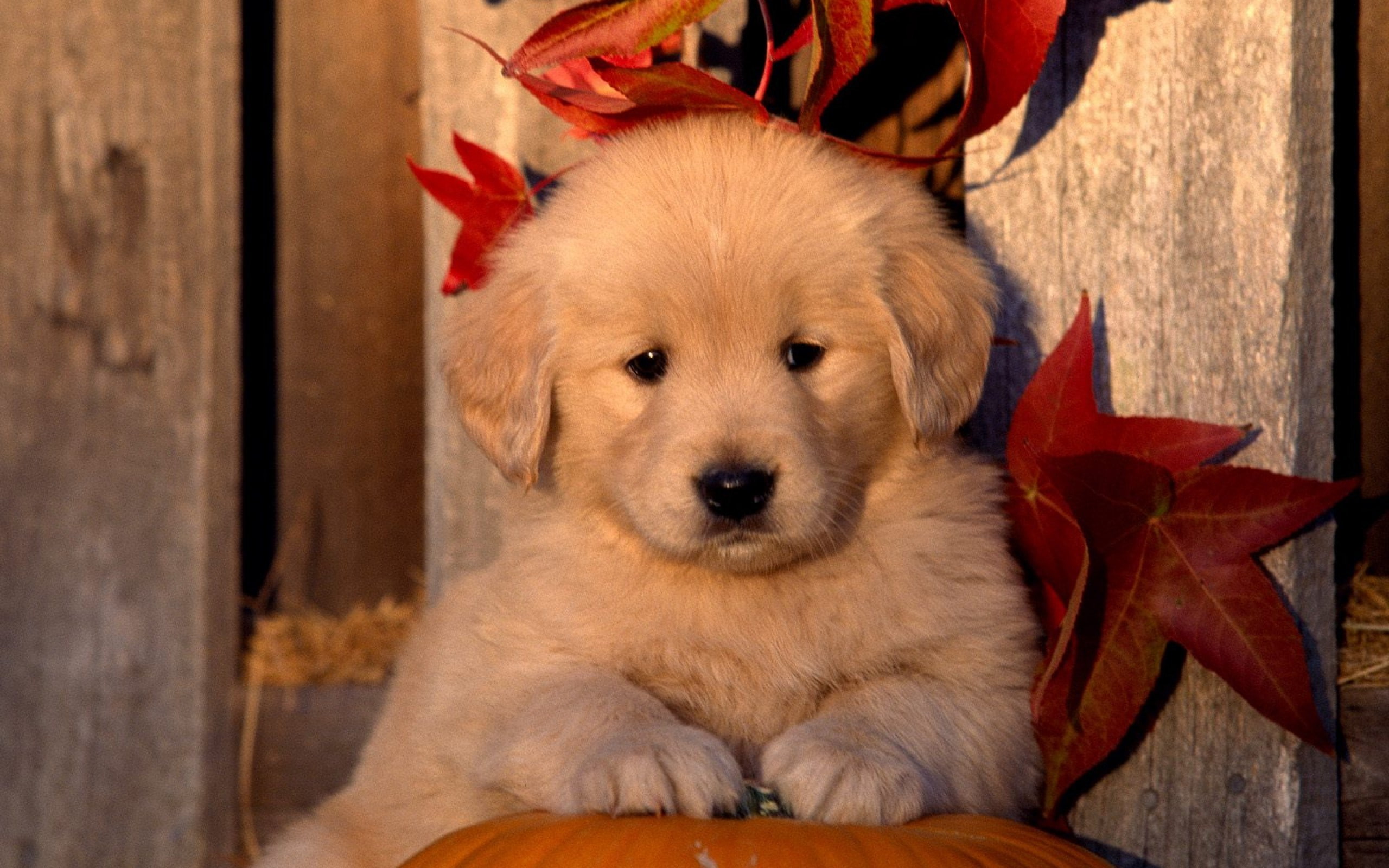 golden retriever, 2K, HD Wallpaper