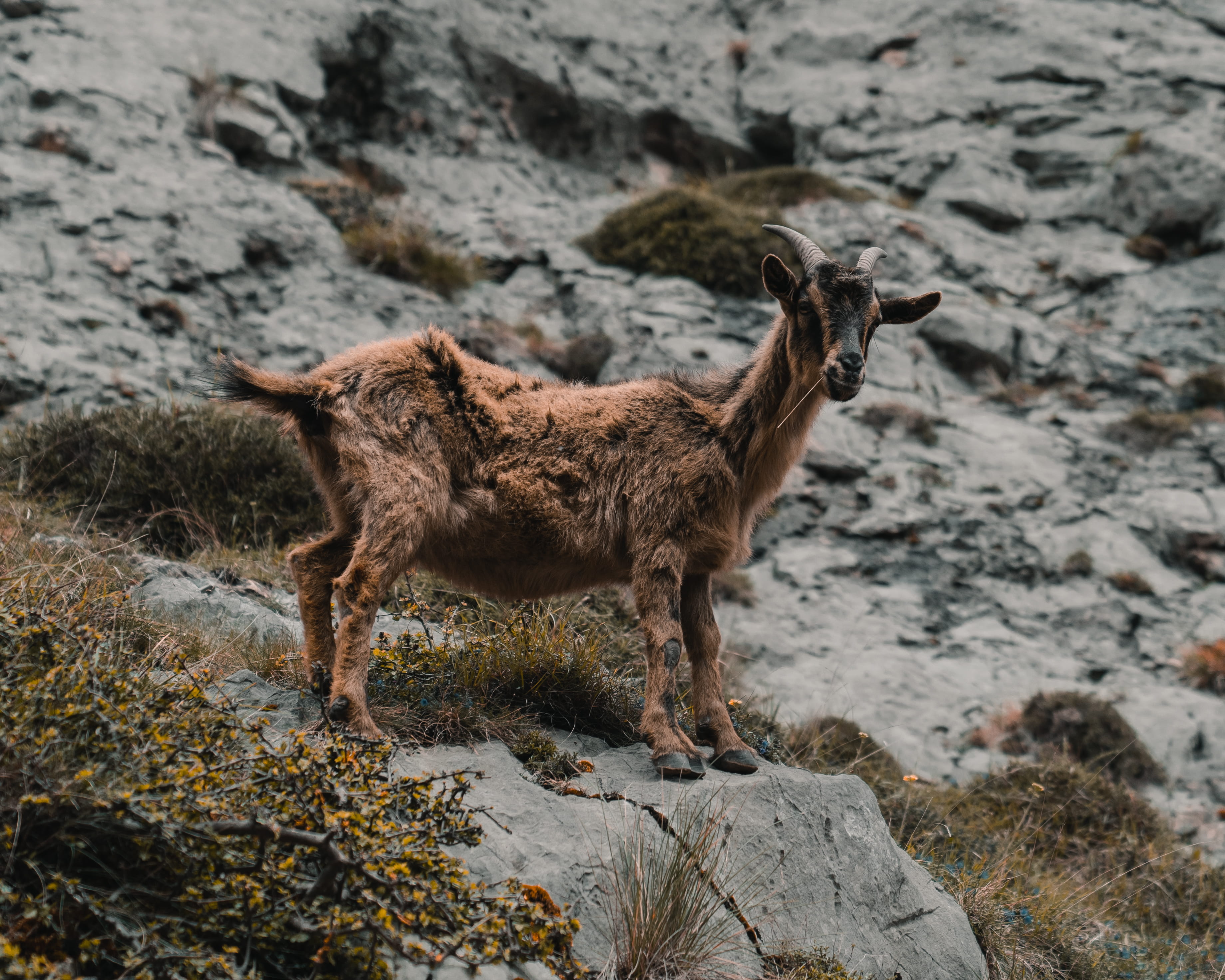 domestic, mountain, rock, canine, standing, solid, nature, wilderness, dog, animal, pets, mountain animals, goat, day, animals in the wild, outdoors, animal wildlife, HD Wallpaper