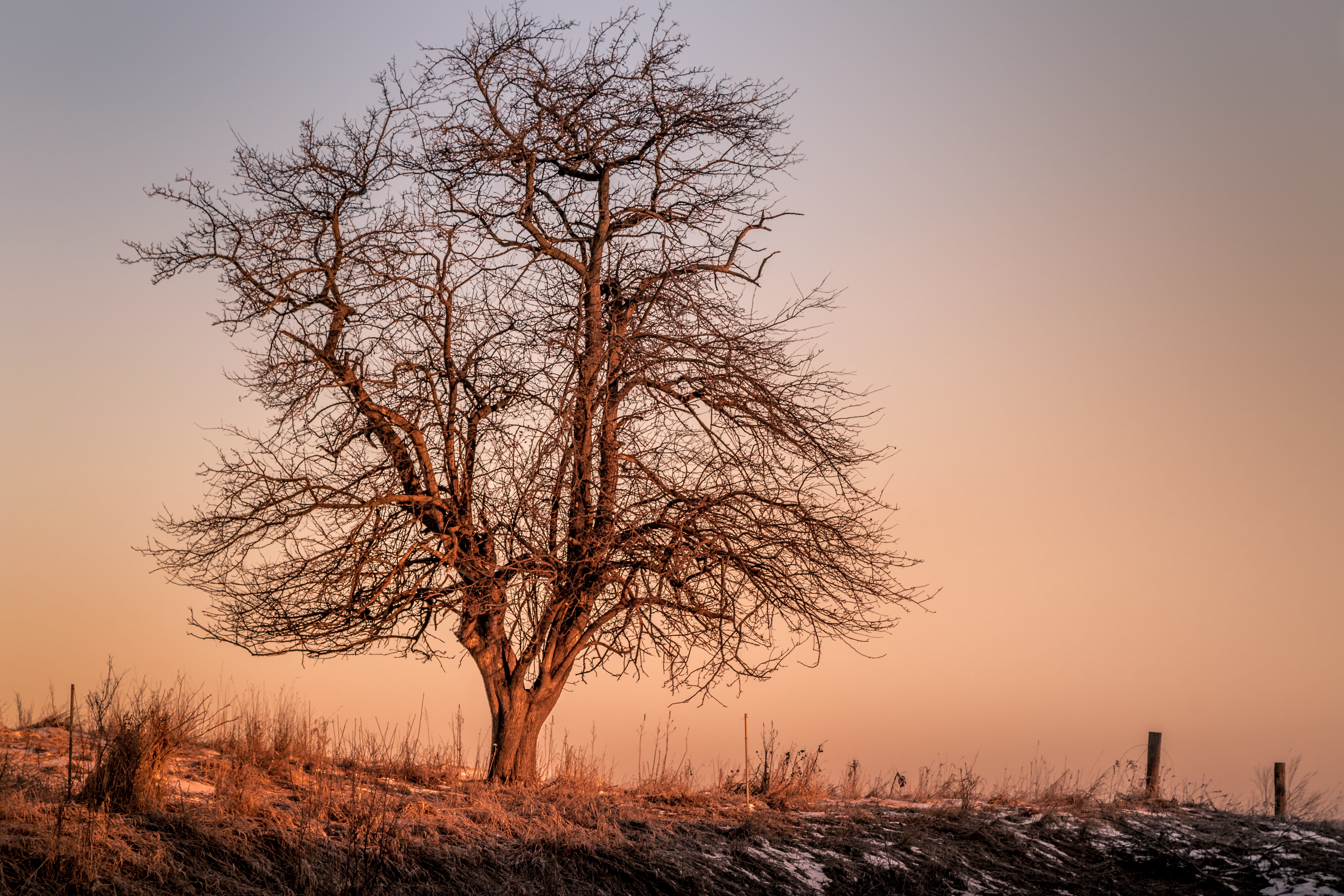sunset, 5K, trees, branches, Canon EOS 5D Mark IV, dried, barren, landscape, weeds, silhouette, tree, bare, screenshot, sunrise, lone tree, march, embankment, HD Wallpaper