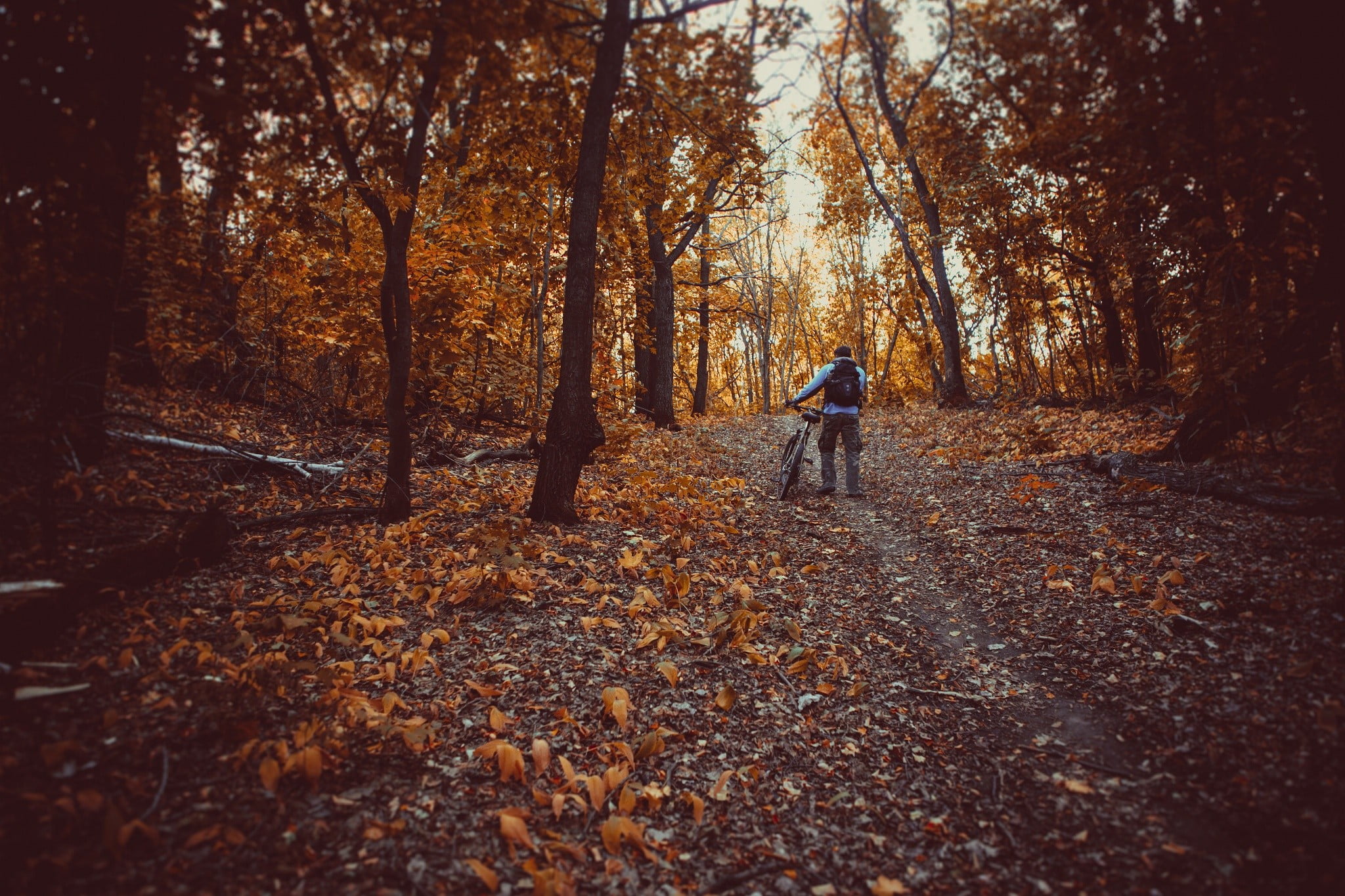 brown, leaves, plant part, outdoors, full length, one person, bow, leaf, forest, land, camouflage, compound, woodland, tree, leisure activity, beauty in nature, HD Wallpaper