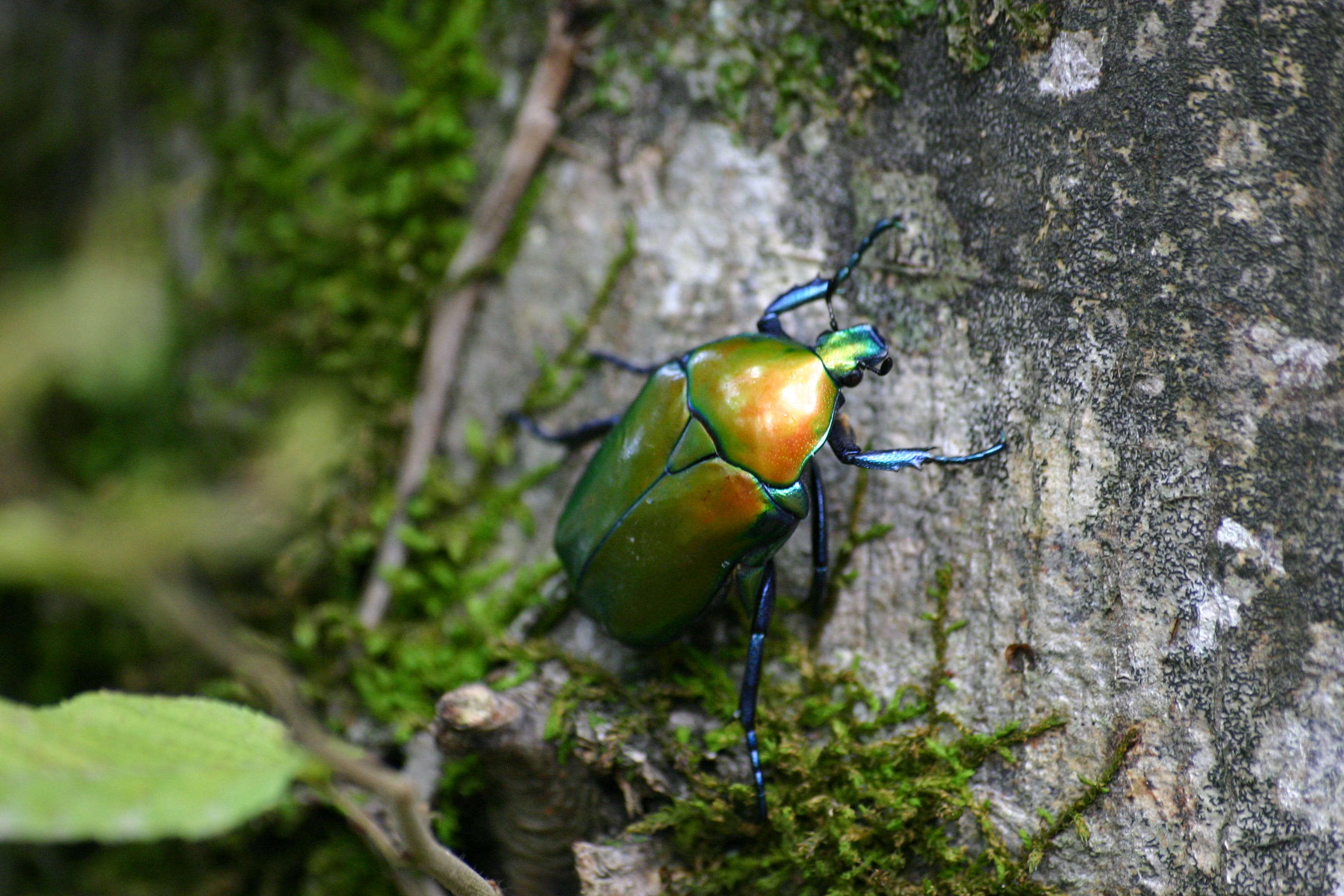 macro photography, wildlife, trunk, tree, no people, daylight, colors, 2K, food and drink, animal, green, forest, food, environment, tree trunk, june, HD Wallpaper