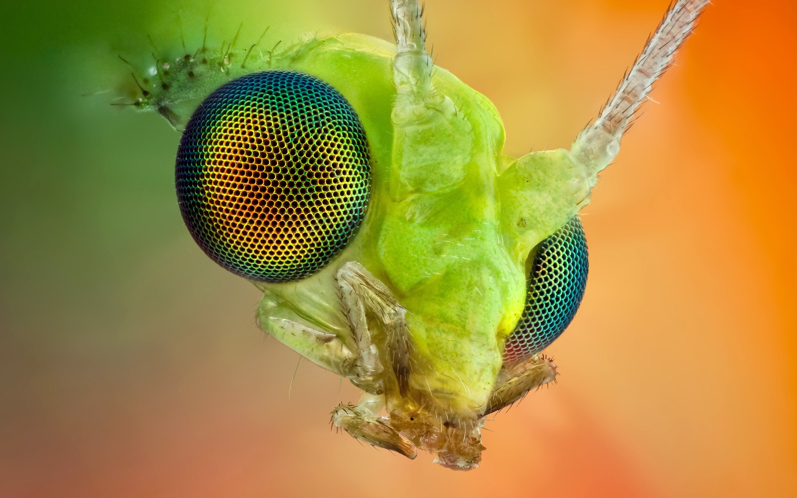 Insect, Eye, Macro, compound, 2K, HD Wallpaper