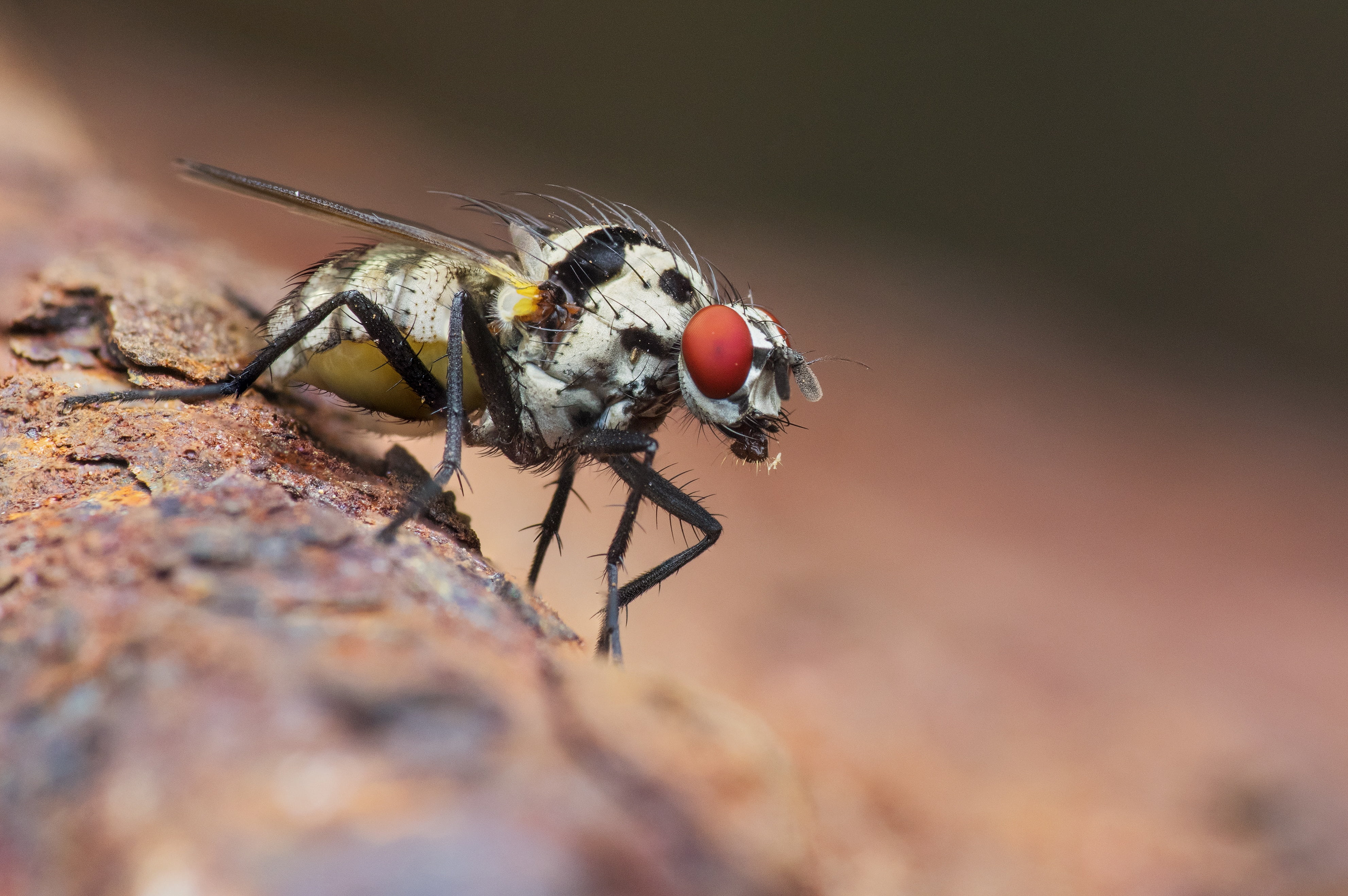 animal body part, animal wildlife, surface, animal wing, eye, hunting, red eye, bug, wildlife, nature, red, animals in the wild, invertebrate, day, black, HD Wallpaper