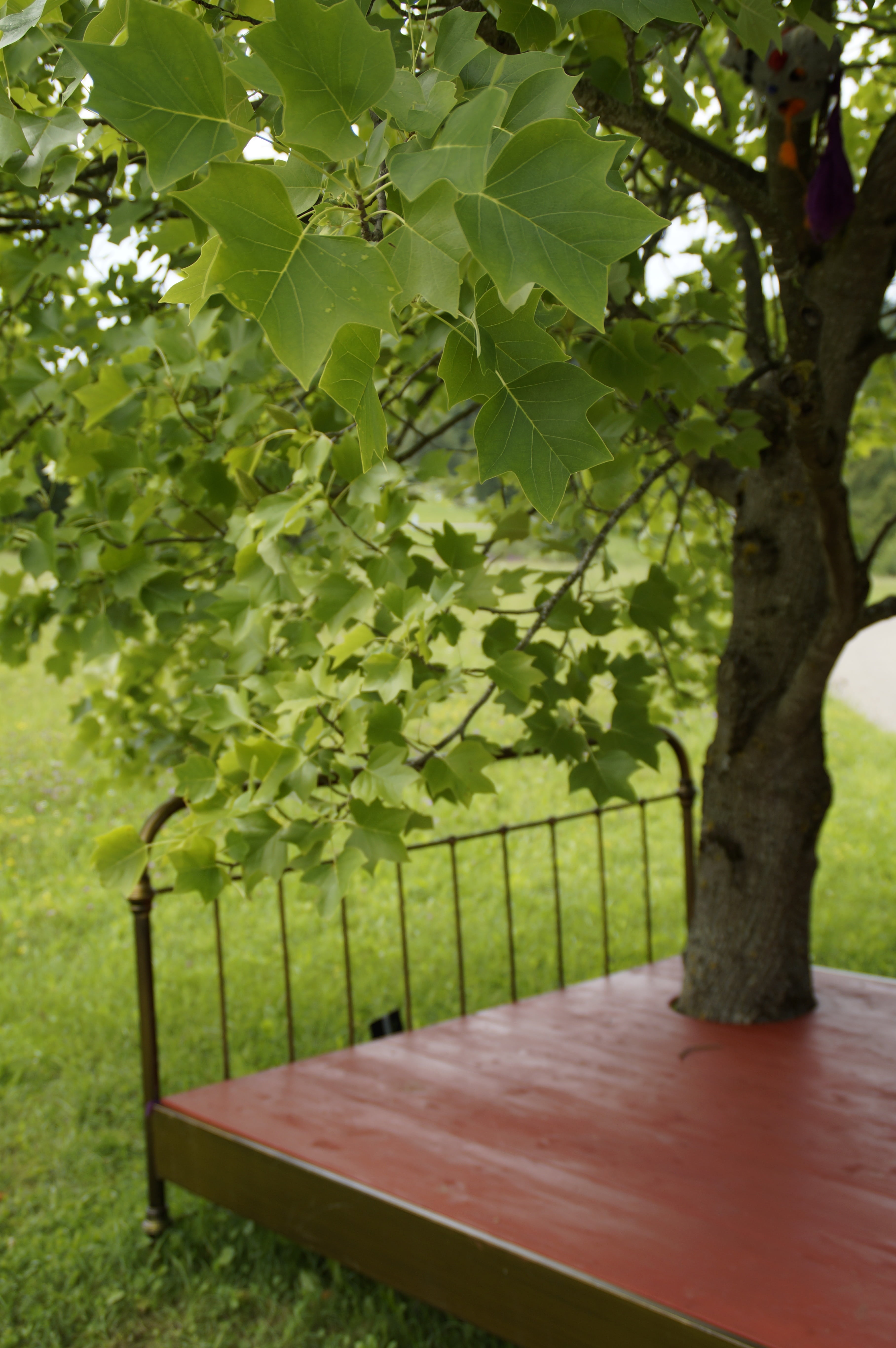 leaf, seat, tree, bench, art object, day, plant, art summer, outdoors, focus on foreground, summer, dreams, 5K, beauty in nature, wood - material, front or back yard, Phone HD Wallpaper