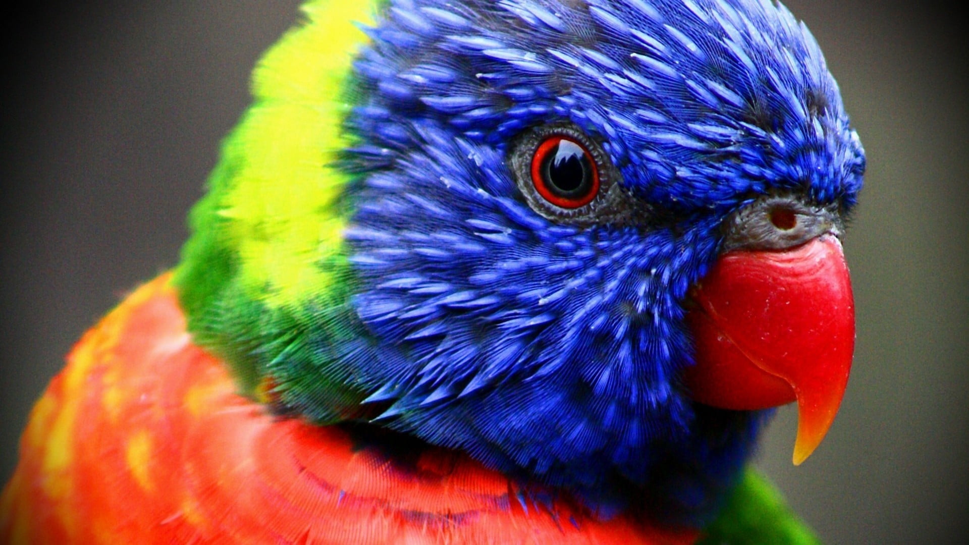 animal body part, red, animal wildlife, dye, animal, tie, 1080P, rainbow lorikeet, vibrant color, green, multi colored, vertebrate, no people, beak, beauty in nature, HD Wallpaper