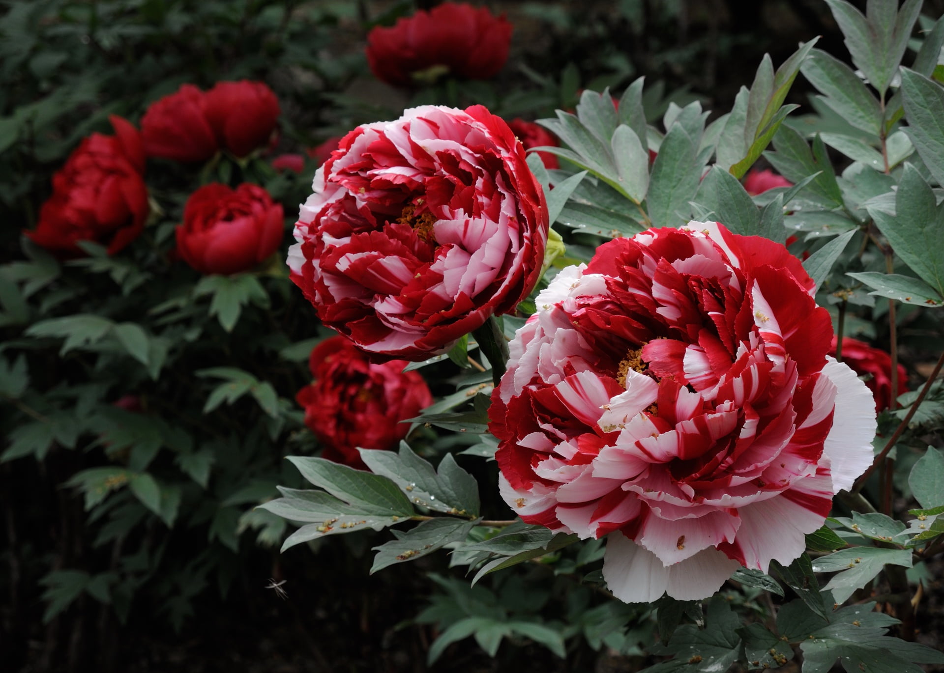 motley, Bush, peonies, 1080P, HD Wallpaper