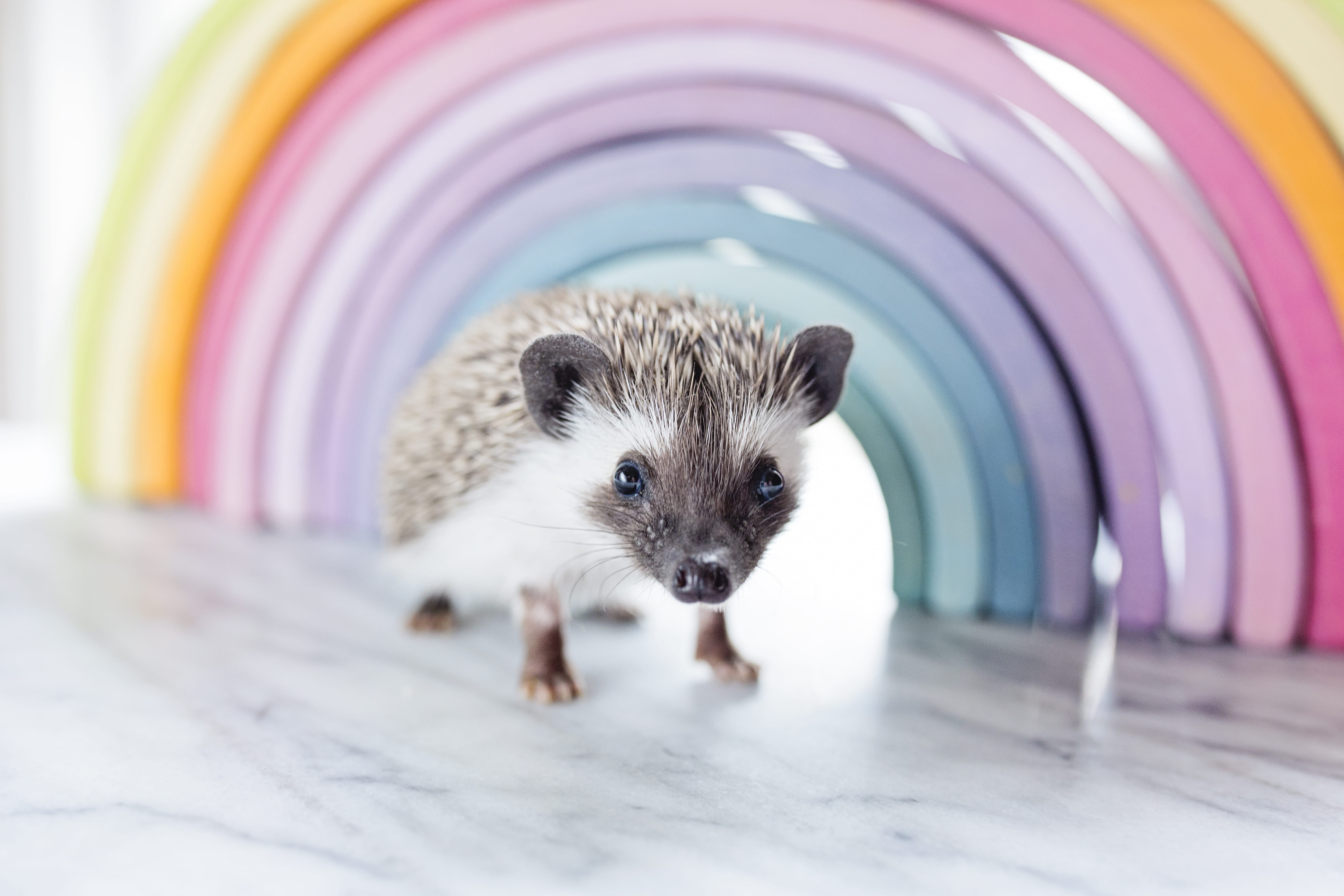 adorable, animal body part, one animal, portrait, hair, frame, mammal, rodent, photo, blur, rainbow, multi colored, cute, focus, motley, animal wildlife, HD Wallpaper
