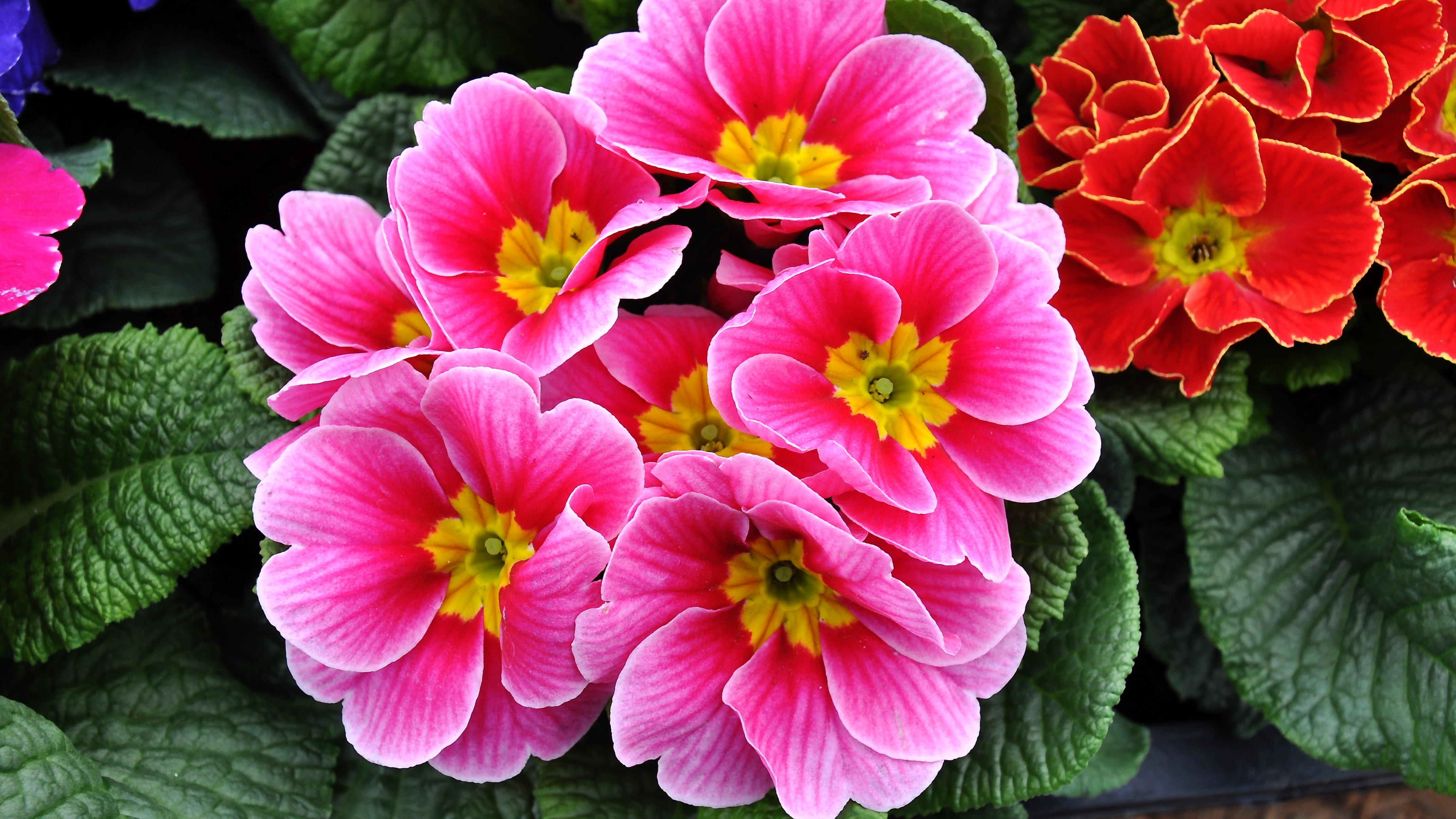 pollen, no people, nature, primula, close-up, leaf, freshness, petal, fragility, plant, bunch of flowers, day, photography, flowers, 4K, primrose, motley, HD Wallpaper